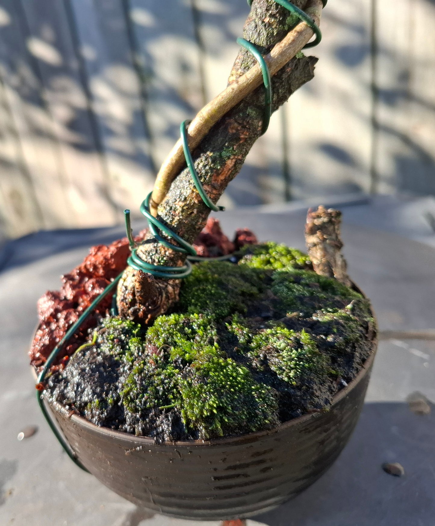 🌿 Tarata Tanuki-Style Bonsai – A Fusion of Resilience & Artistry