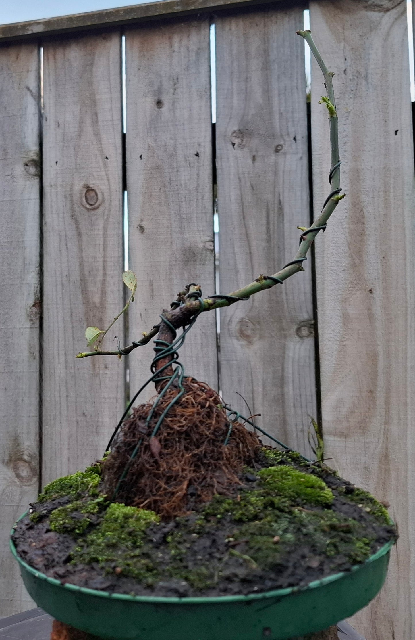 🌿🪨 Root-over-Rock Rose Bonsai (Seki-joju)