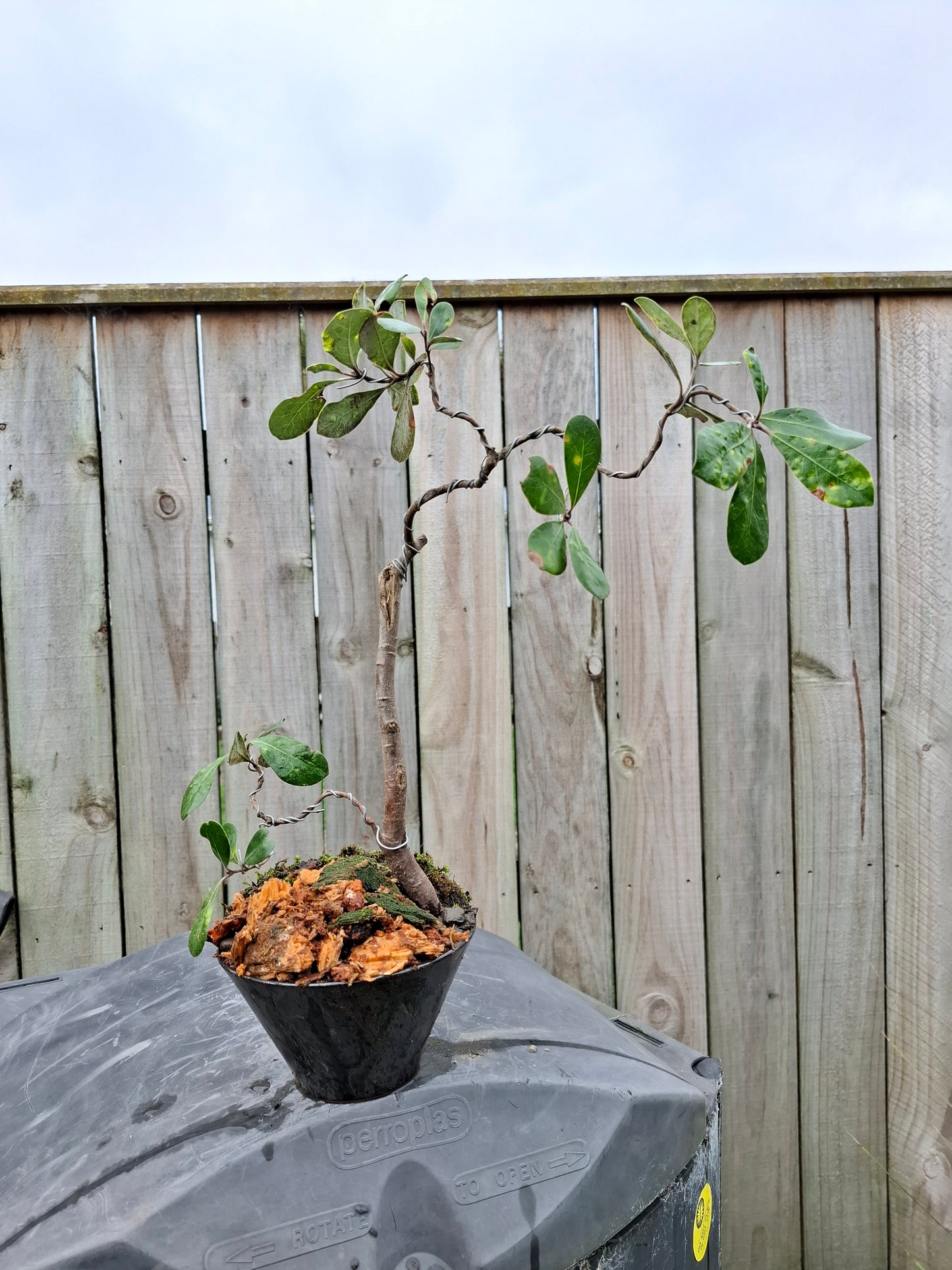 Coastal Resilience in Miniature – NZ Karo Bonsai
Pittosporum crassifolium | Styled in Glazed Pot with Moss Mosaic