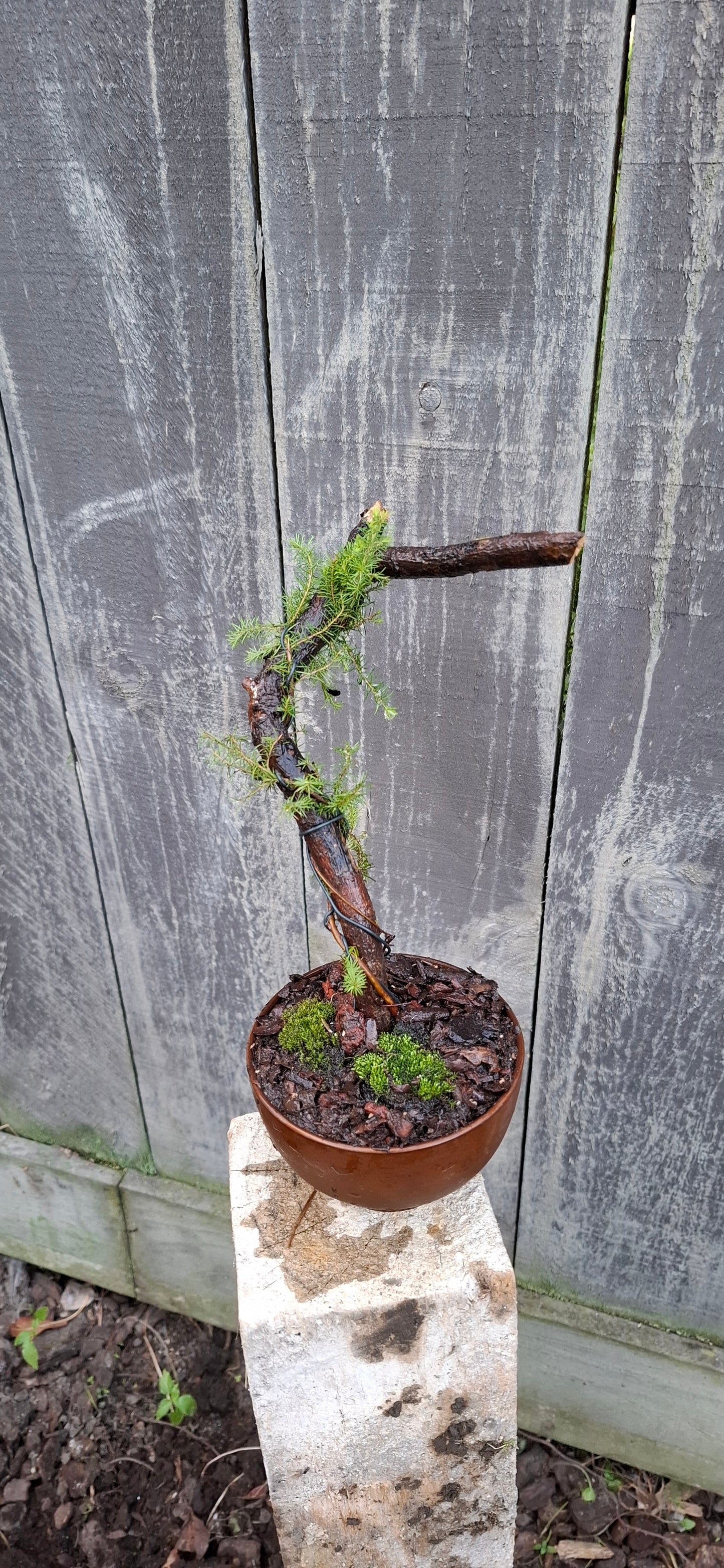 🌿 Tanuki Style Bonsai – A Fusion of Elegance & Resilience 🌿
