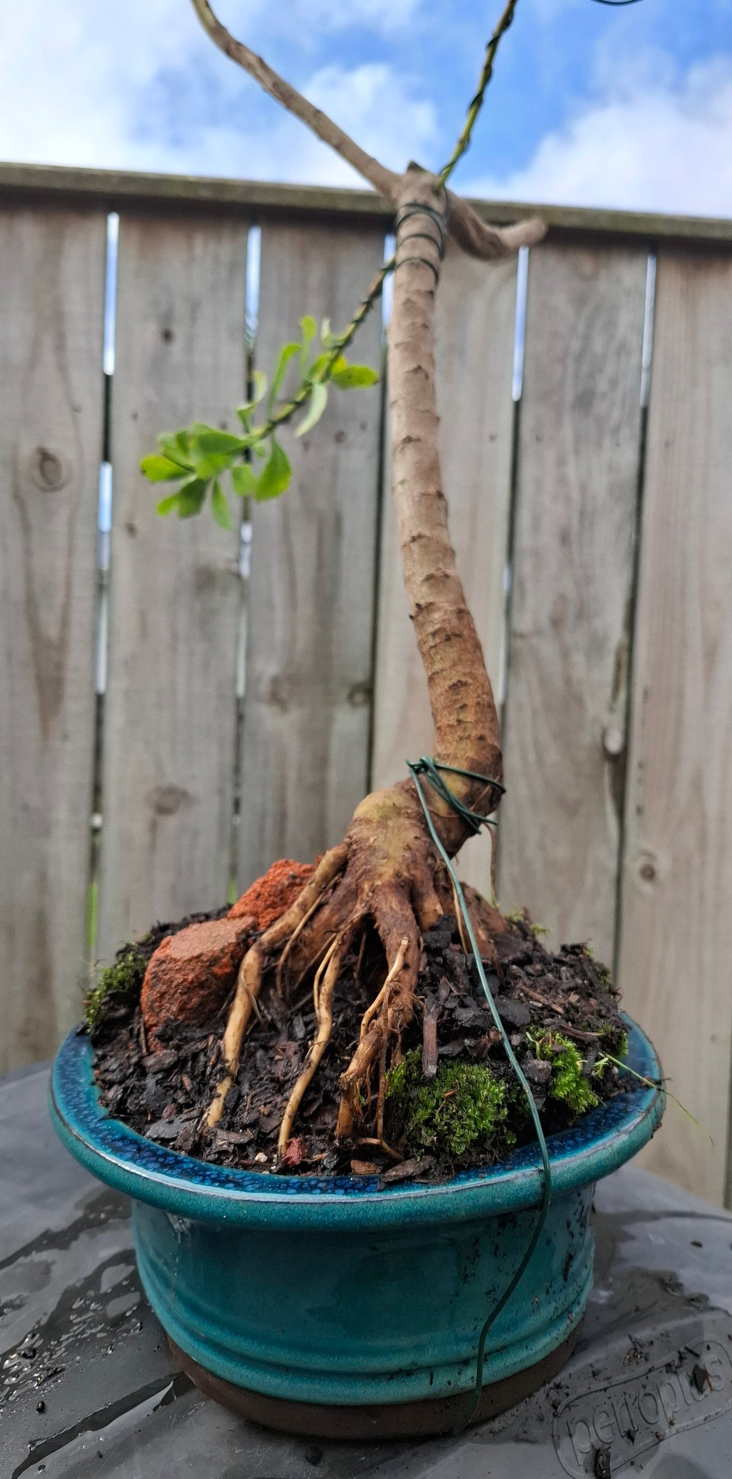🌿 Shakan (Slanting Style) & Sekijoju (Root-Over-Rock Style) Bonsai 🌿