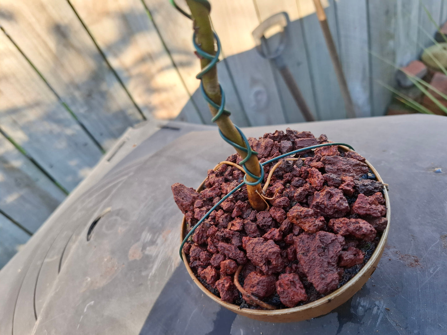🌿 Semi-Cascade Bonsai (Han-Kengai) – A Tribute to Nature’s Flow