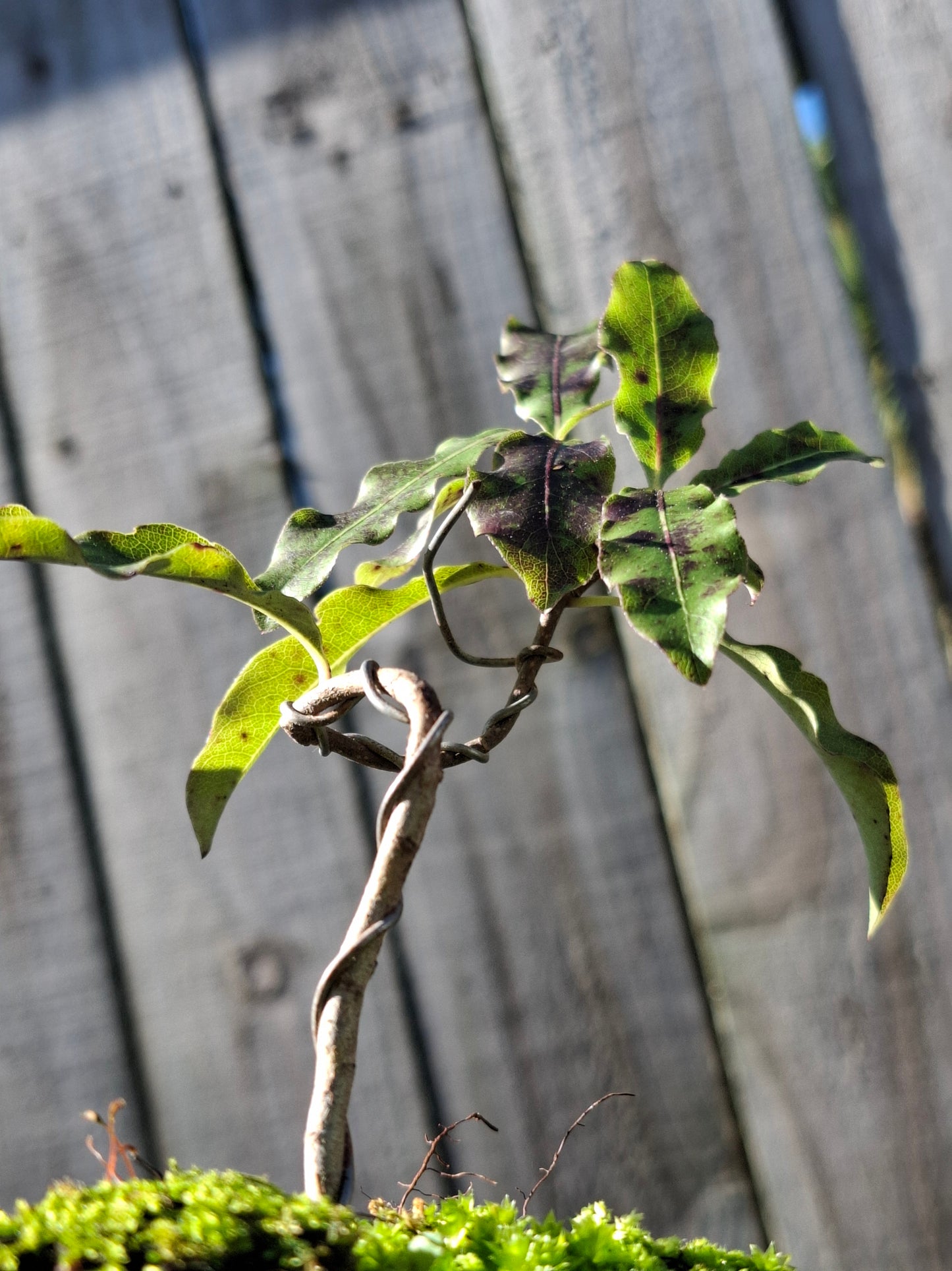 🌿 Tarata (Lemonwood) Forest-Style Bonsai
