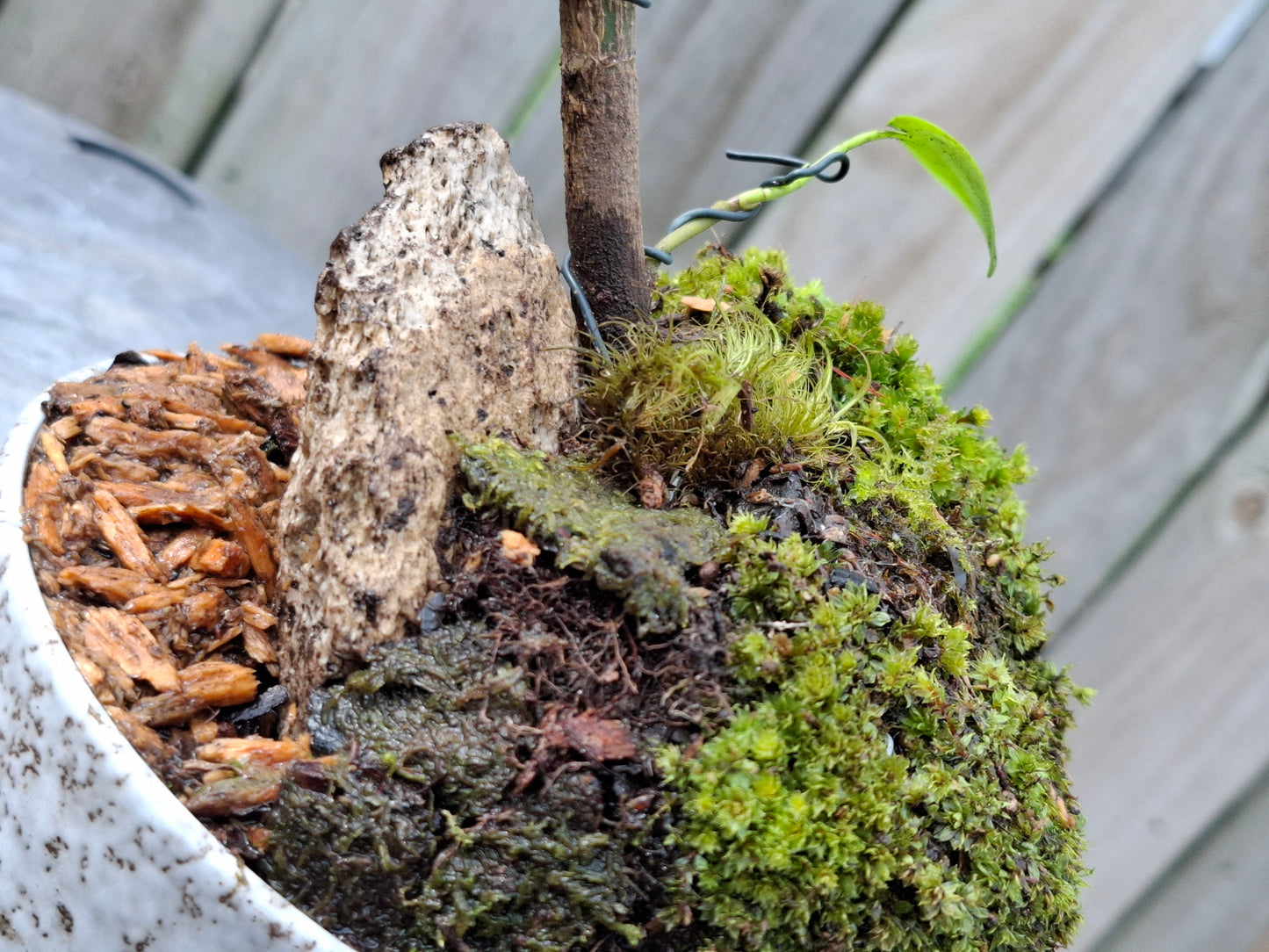 Griselinia littoralis (Kapuka / Kaupuka)- Windswept-Style Bonsai with Supporting Rock