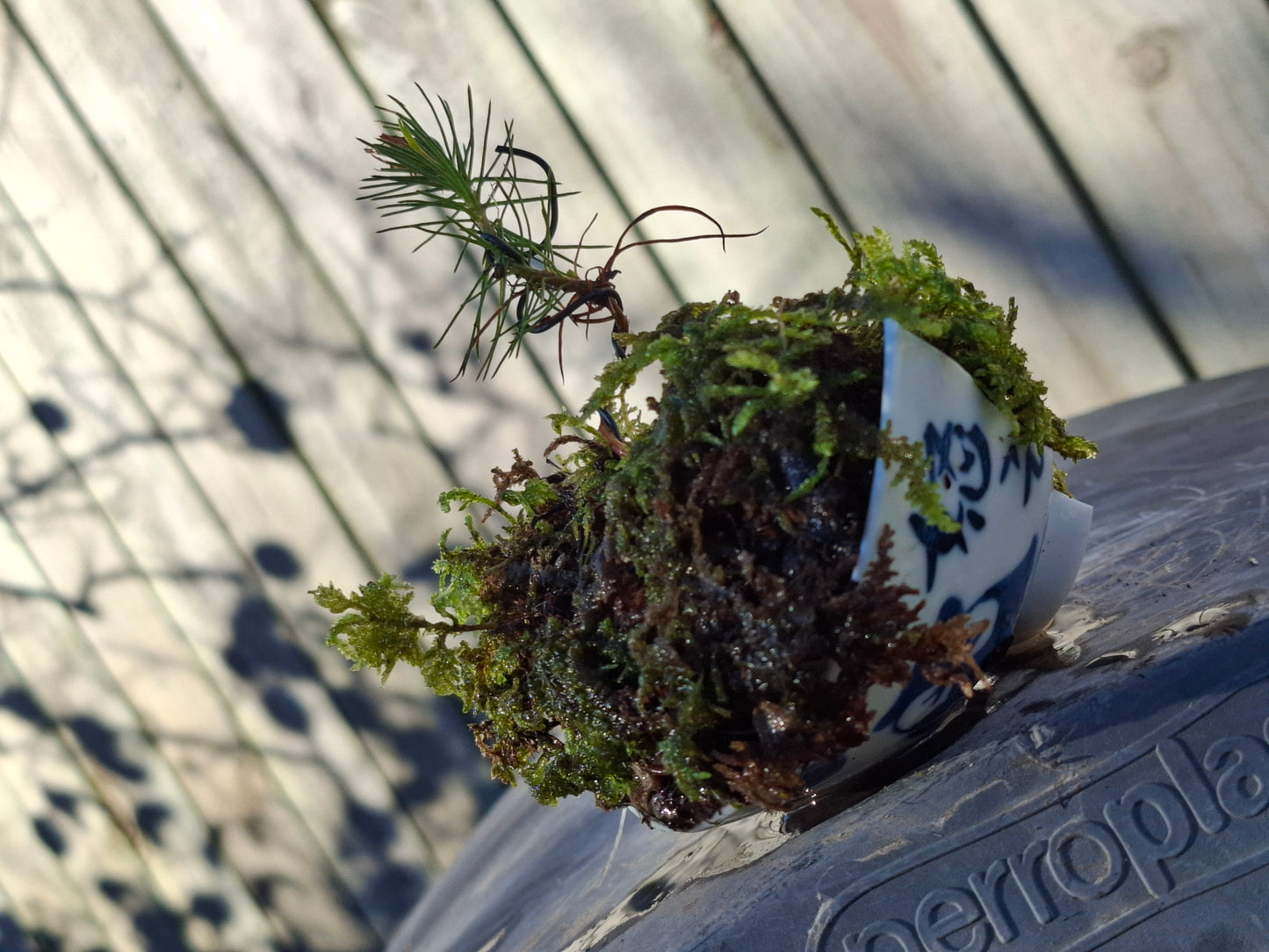 Pine Starter Bonsai
Half-Broken Japanese Bowl