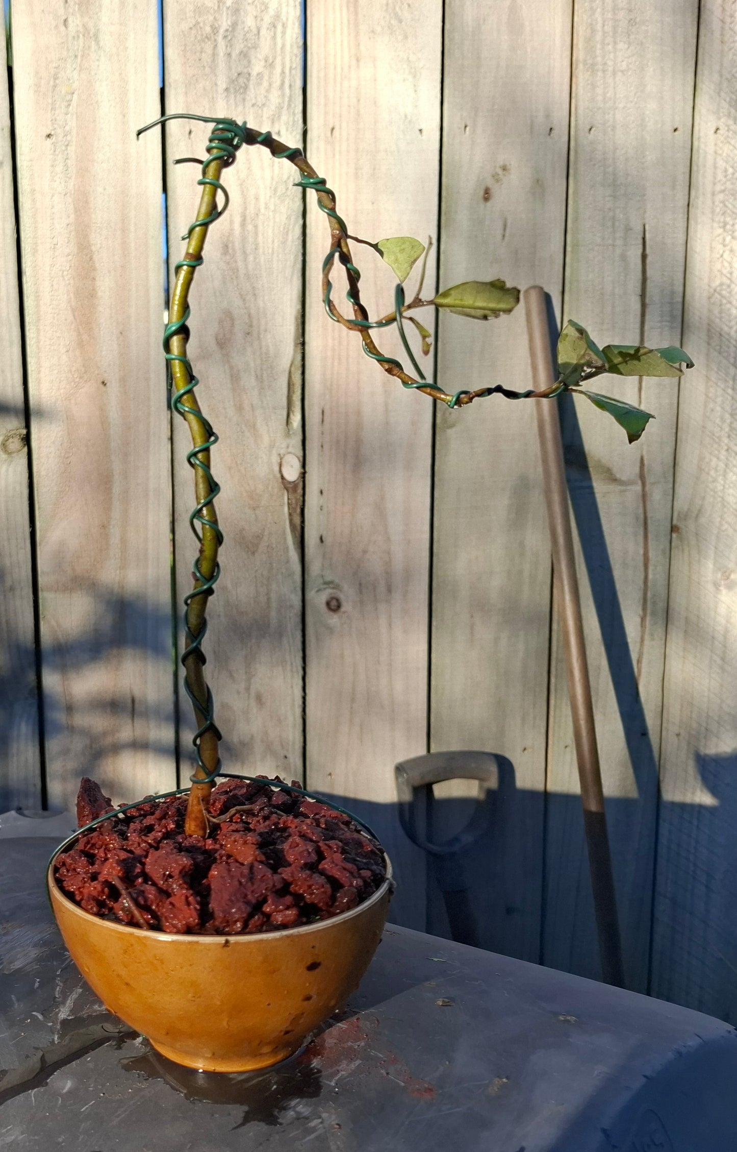 🌿 Semi-Cascade Bonsai (Han-Kengai) – A Tribute to Nature’s Flow