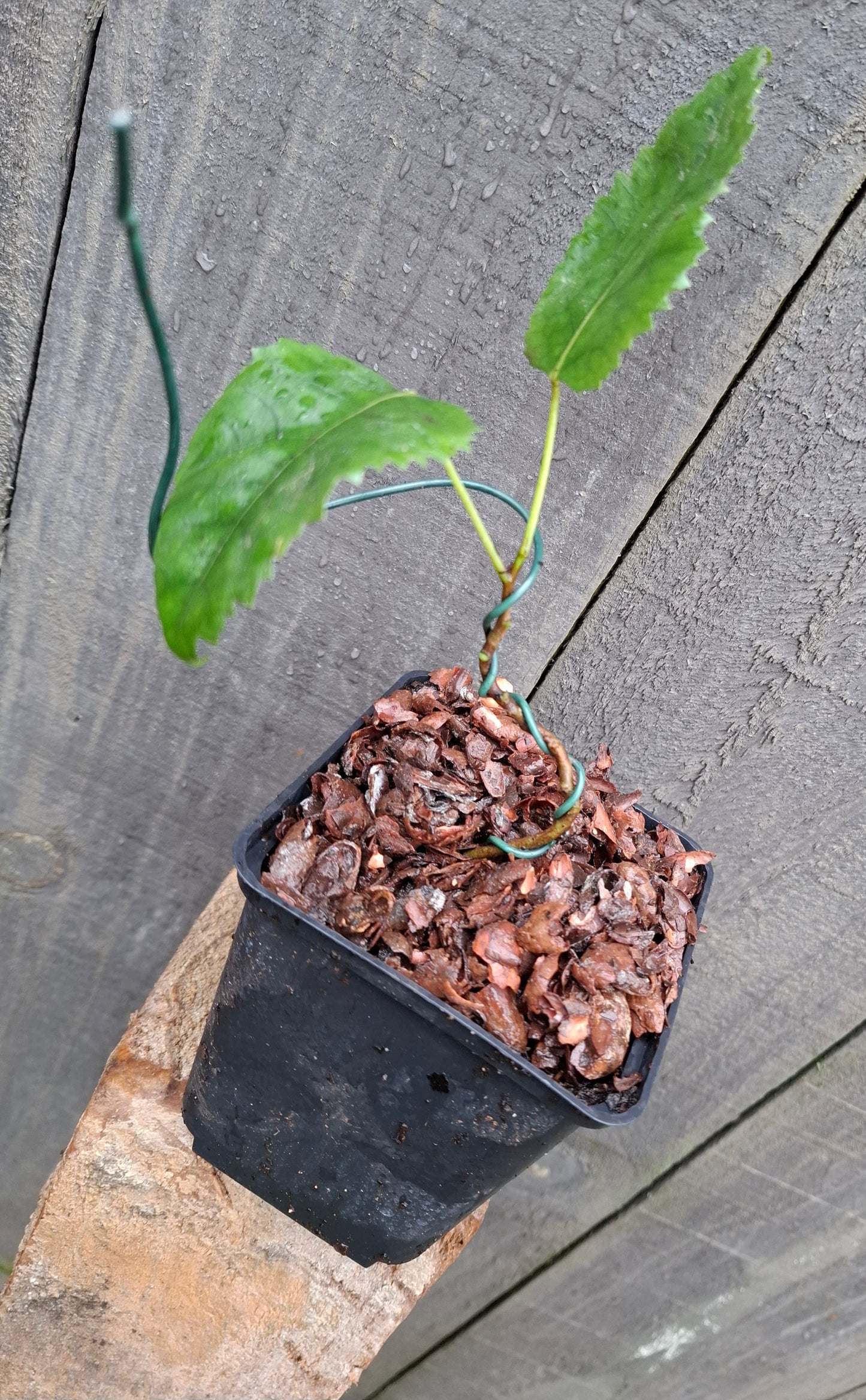 🌿 Hoheria populnea (Lacebark, Houhere) Starter Bonsai 🌿