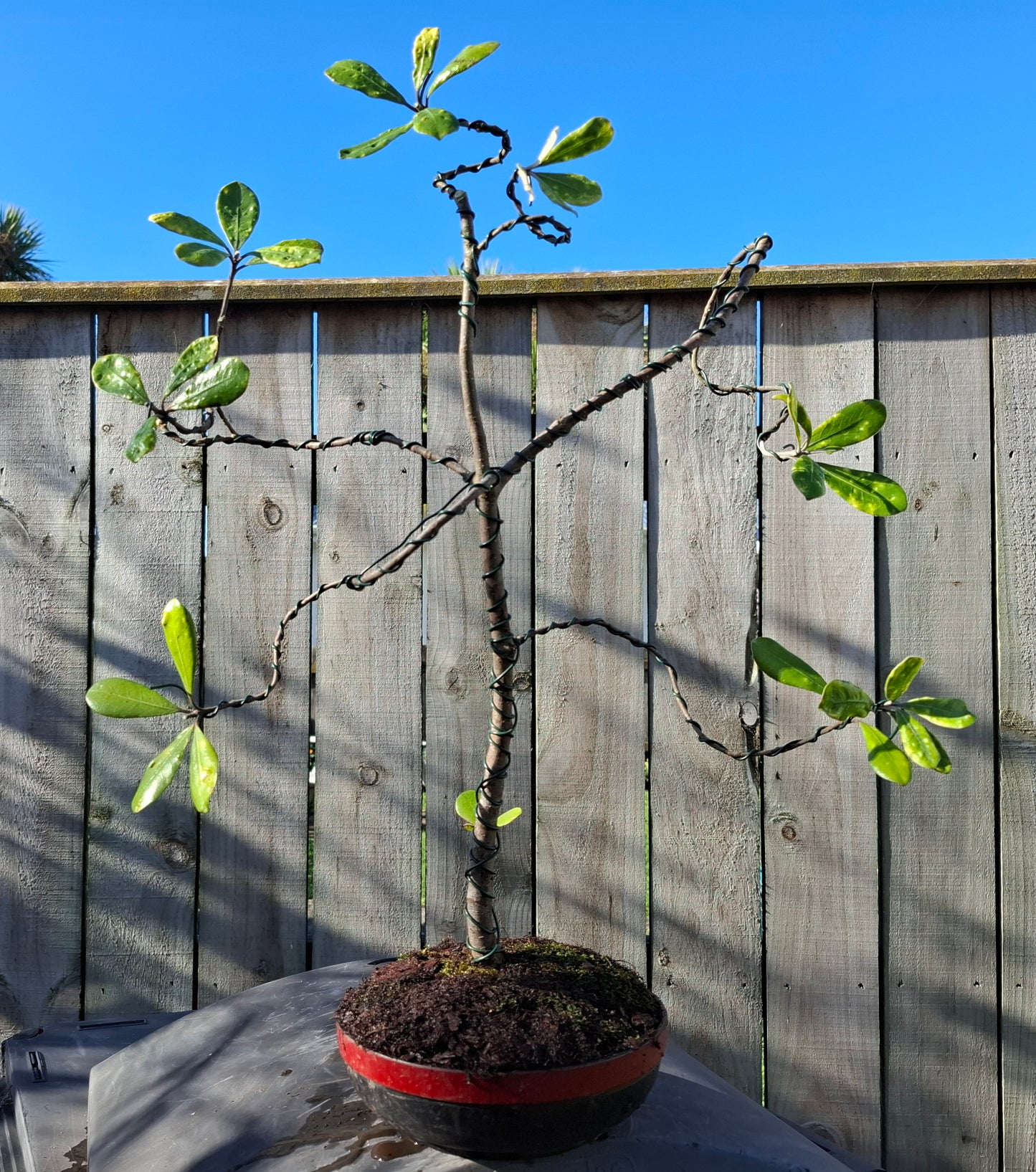 Karo (Pittosporum crassifolium) Informal Upright Bonsai (Moyogi) – A Graceful Balance of Strength & Elegance 🌿