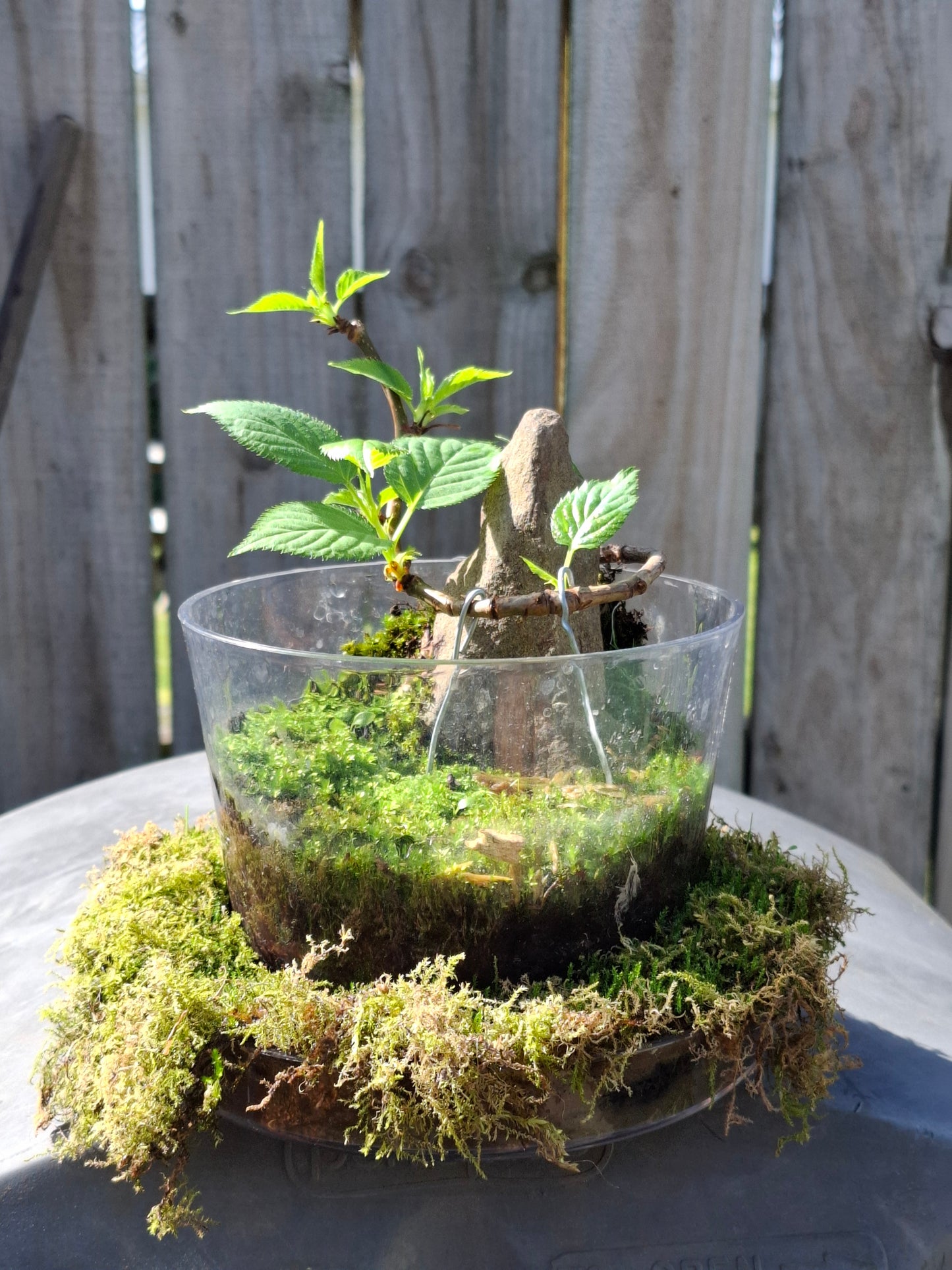 🌸 Cherry Root-Over-Rock Bonsai in Clear Vase Terrarium