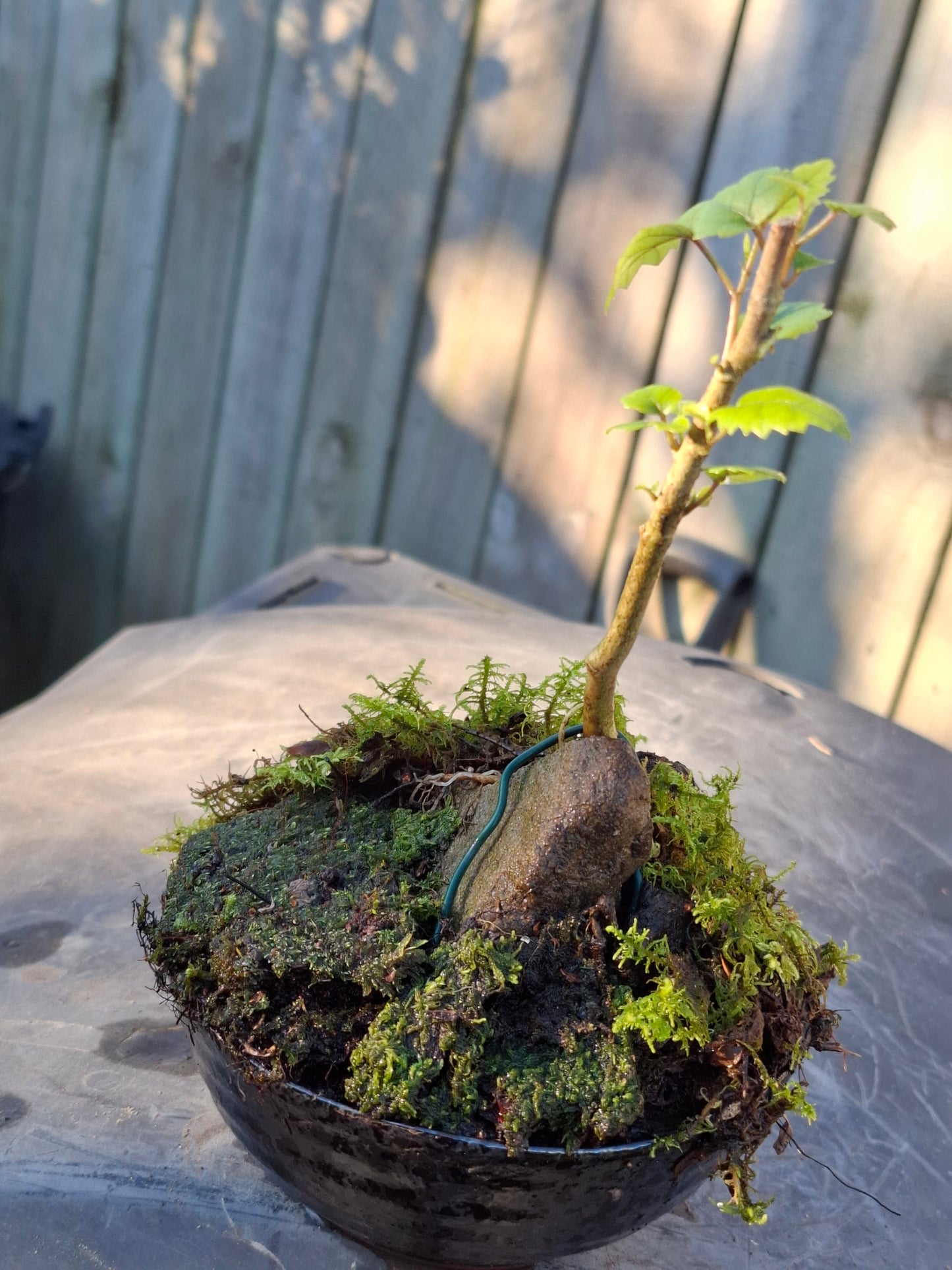 Lacebark (Hoheria populnea)
Root-over-Rock Bonsai