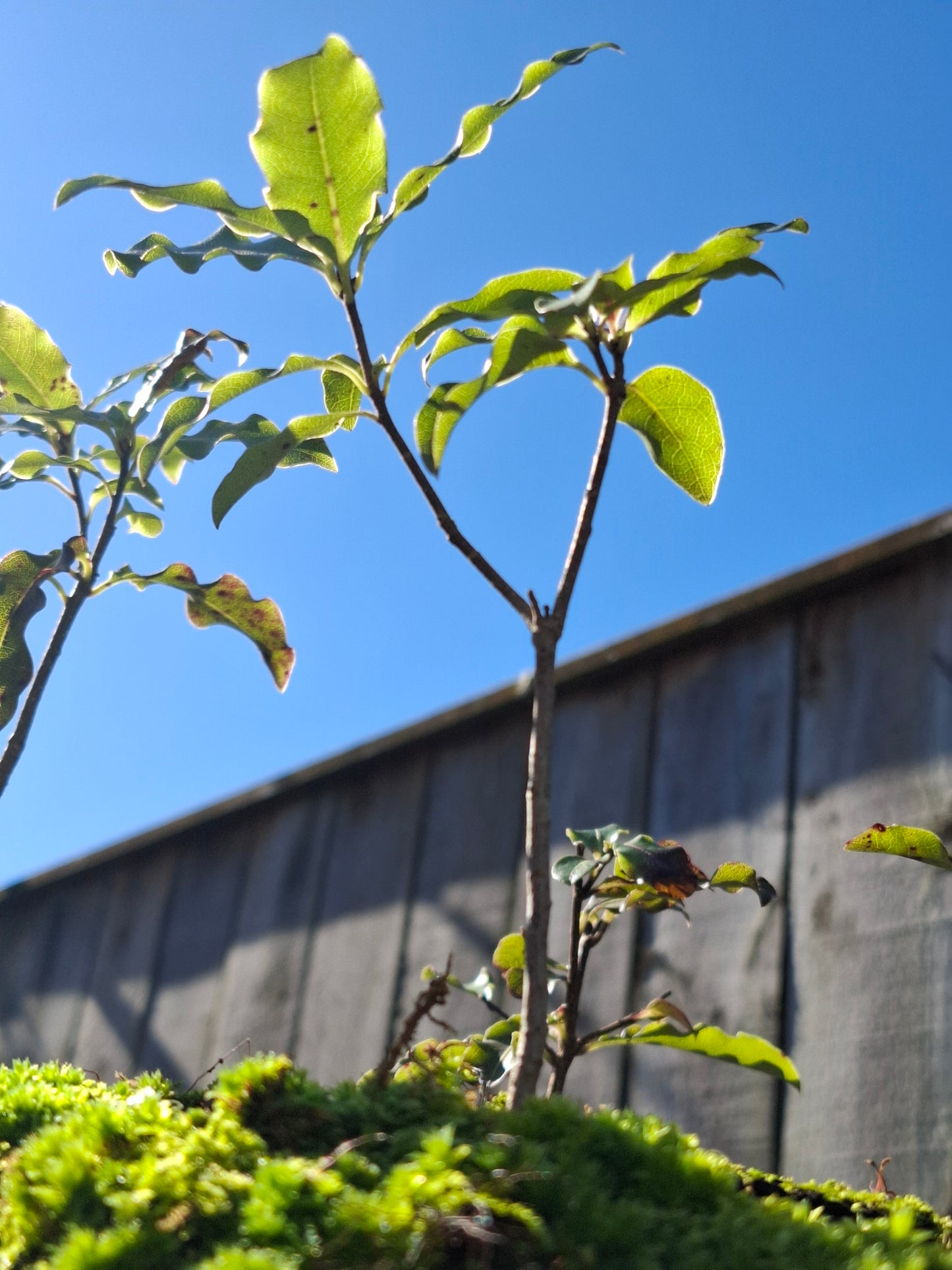 🌿 Tarata (Lemonwood) Forest-Style Bonsai