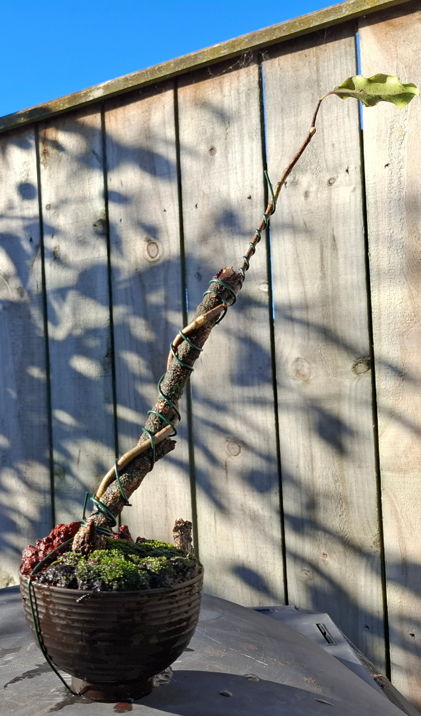🌿 Tarata Tanuki-Style Bonsai – A Fusion of Resilience & Artistry