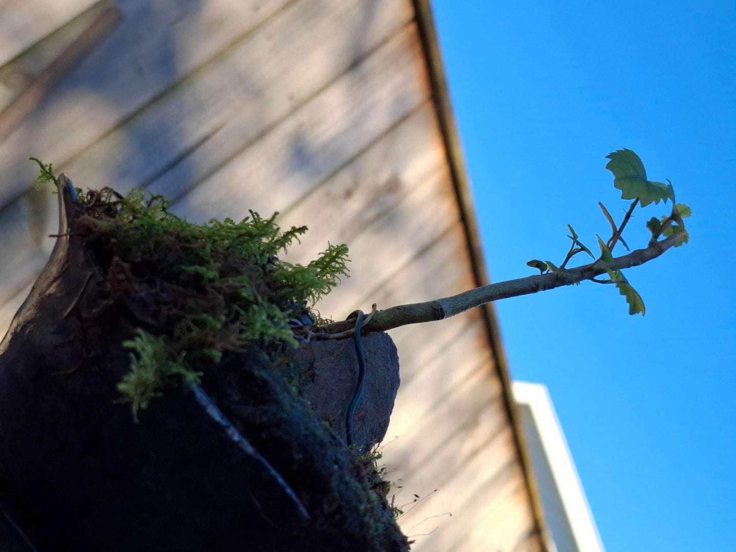 Lacebark (Hoheria populnea)
Root-over-Rock Bonsai