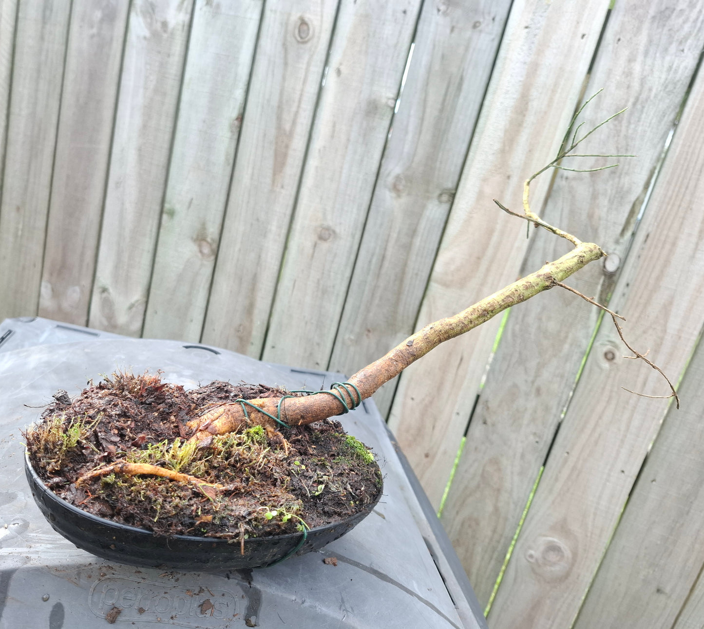 🌿 Windswept (Fukinagashi) Style Bonsai 🌬️