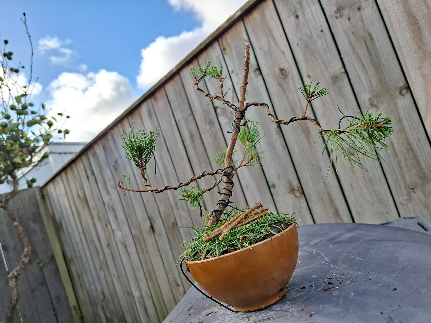 🌲🌲 Ancient Pine - Literati (Bunjin) Style Bonsai | Windswept Elegance & Timeless Resilience 🎨