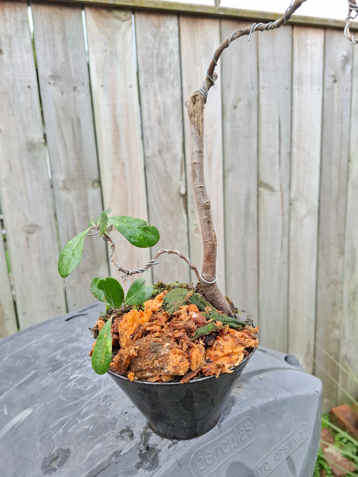 Coastal Resilience in Miniature – NZ Karo Bonsai
Pittosporum crassifolium | Styled in Glazed Pot with Moss Mosaic