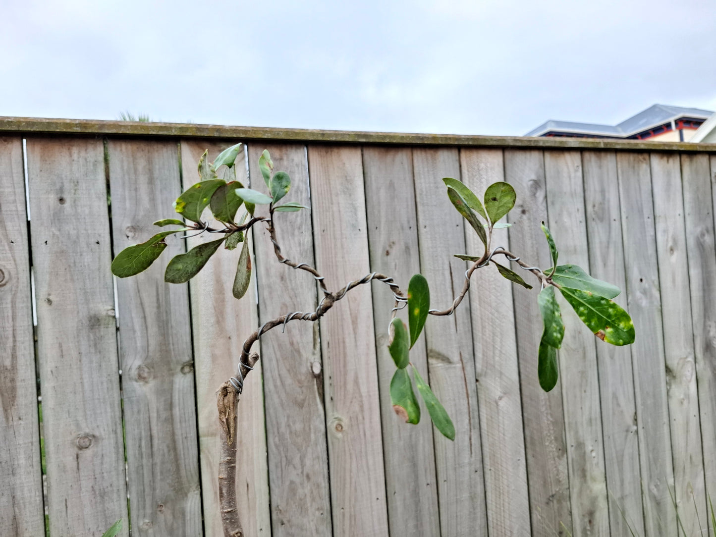 Coastal Resilience in Miniature – NZ Karo Bonsai
Pittosporum crassifolium | Styled in Glazed Pot with Moss Mosaic