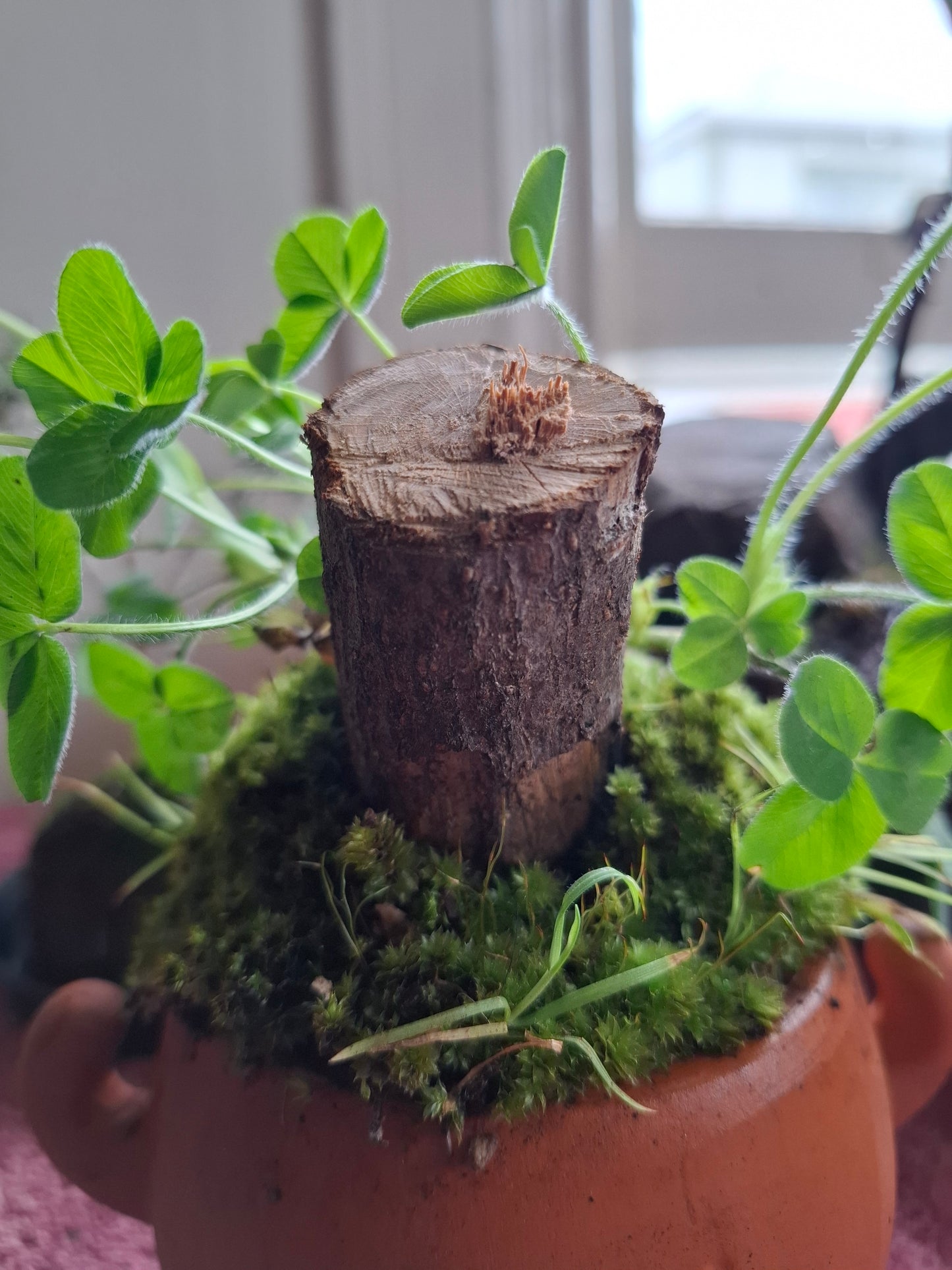 🌿 Custom Moss Pot Gifts – Nature’s Whimsy in Every Container 🌿