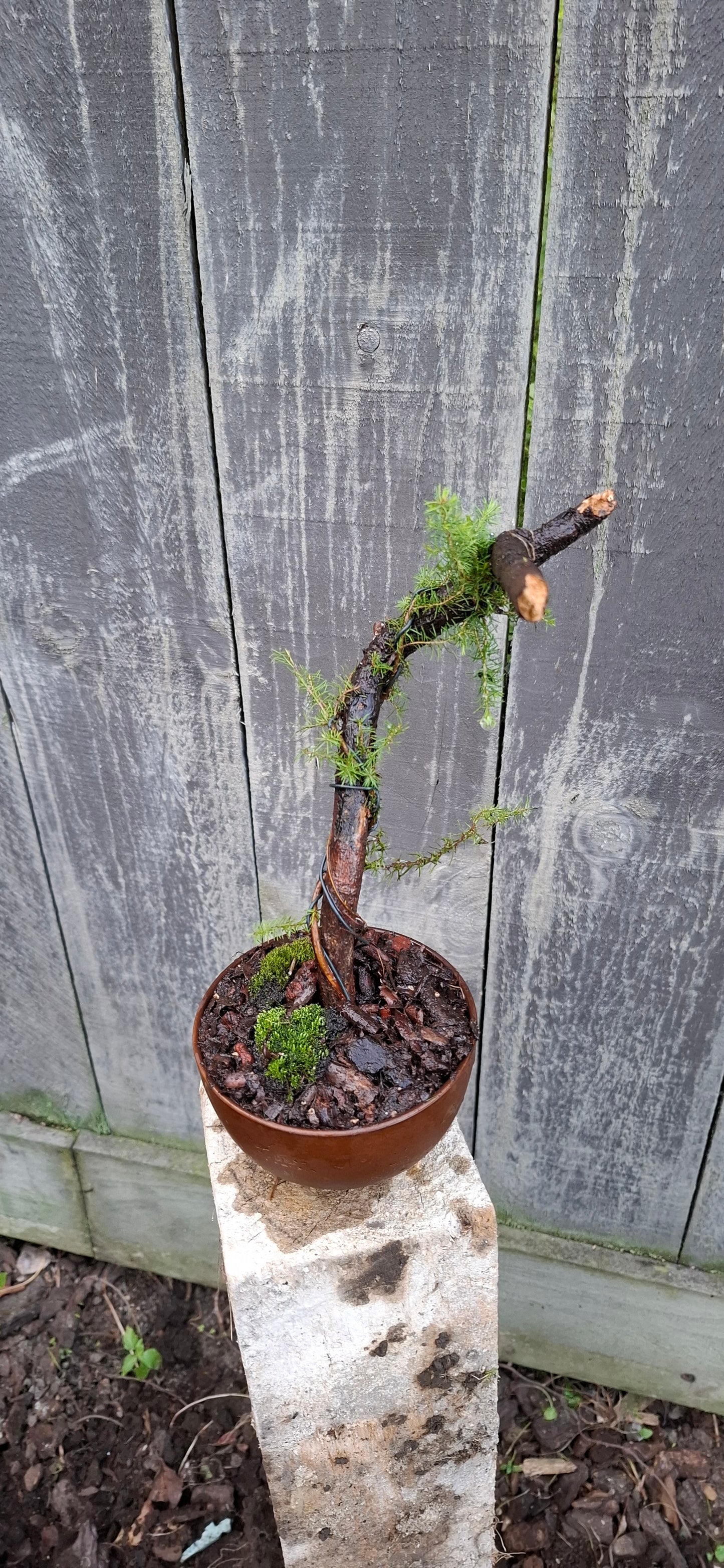 🌿 Tanuki Style Bonsai – A Fusion of Elegance & Resilience 🌿