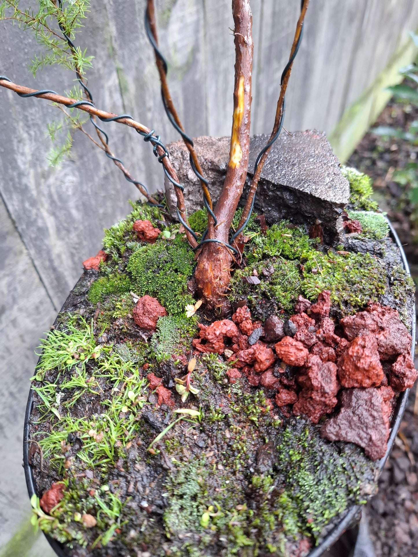 🌿 Mānuka - Raft-Style Bonsai (Ikadabuki) 🛶