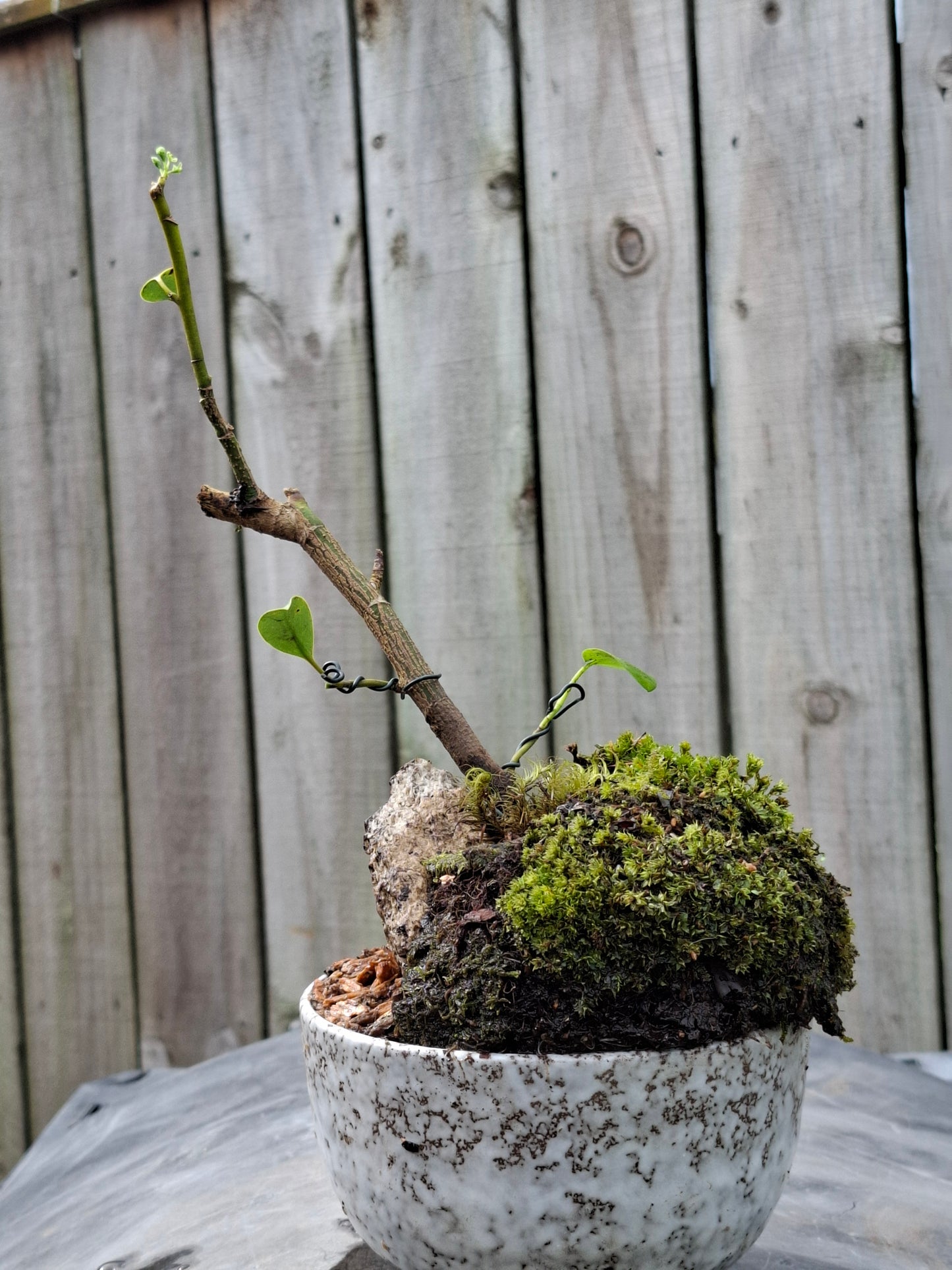 Griselinia littoralis (Kapuka / Kaupuka)- Windswept-Style Bonsai with Supporting Rock