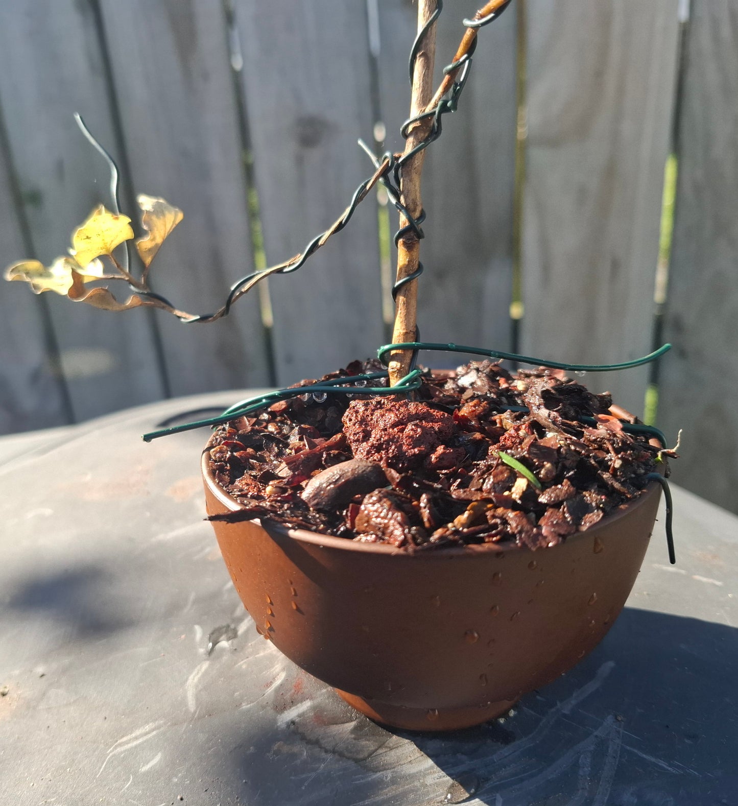 🌿 Tarata Literati Style Bonsai – A Statement of Elegance 🏯