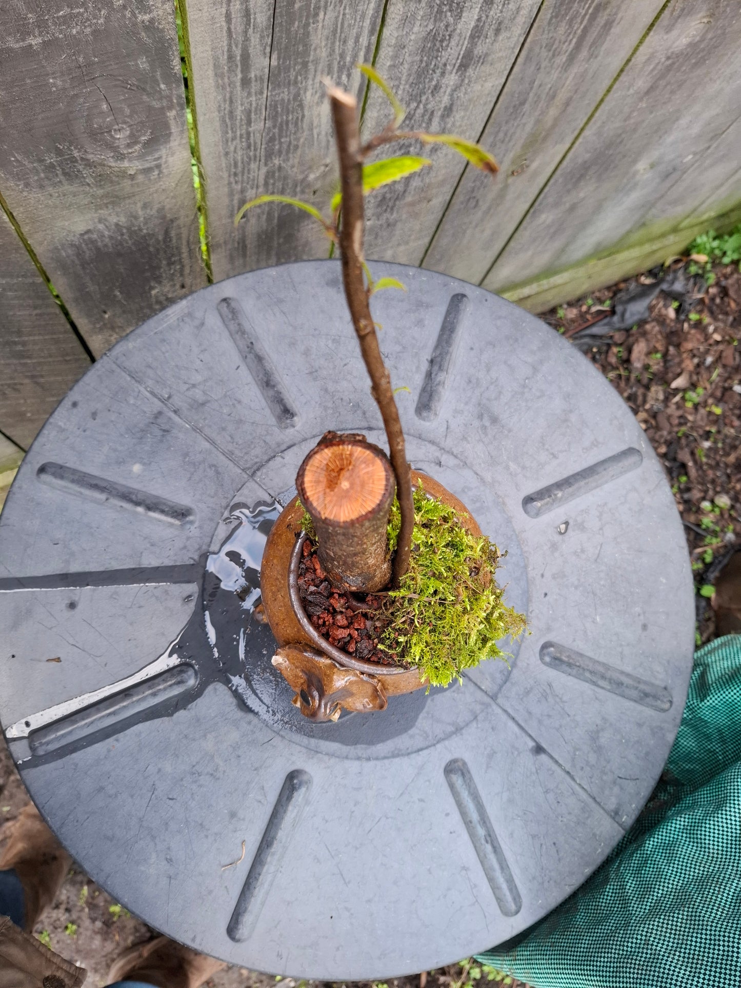 🌲Echoes of the Forest – Literati Bonsai in Glazed Elephant Pot