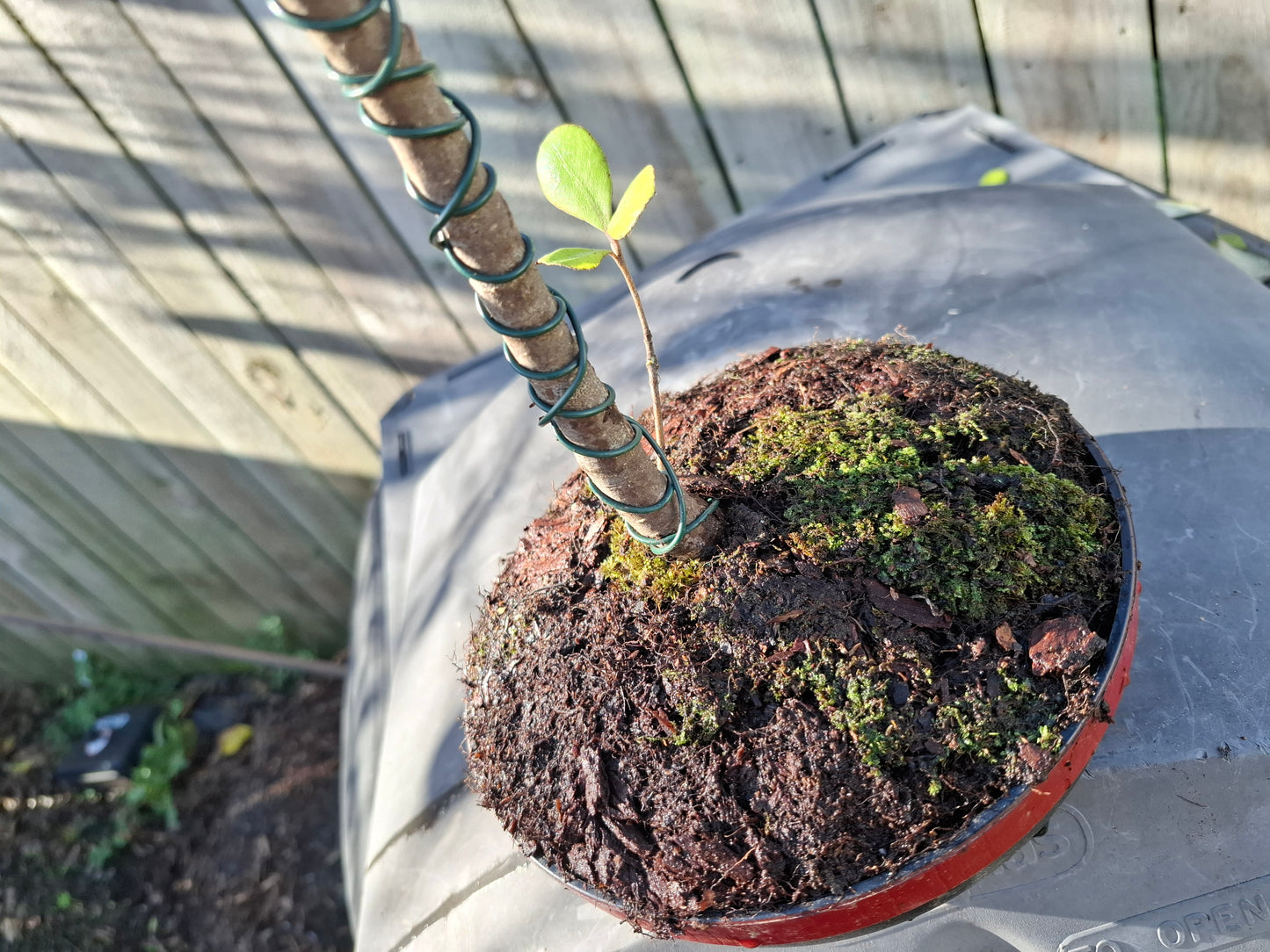 Karo (Pittosporum crassifolium) Informal Upright Bonsai (Moyogi) – A Graceful Balance of Strength & Elegance 🌿