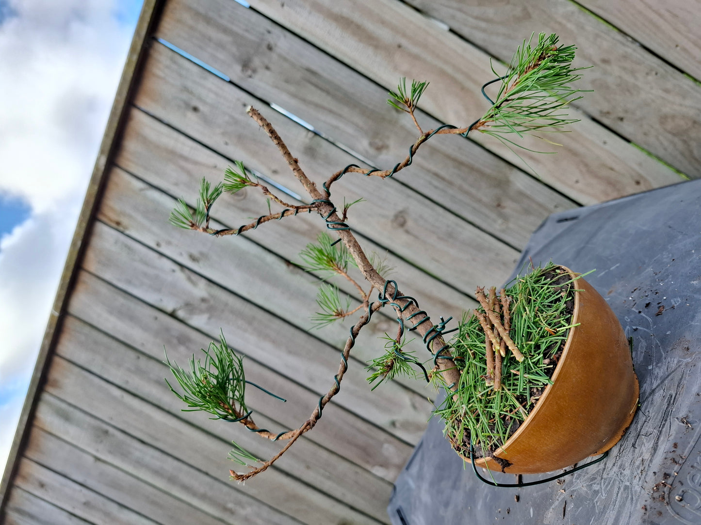 🌲🌲 Ancient Pine - Literati (Bunjin) Style Bonsai | Windswept Elegance & Timeless Resilience 🎨