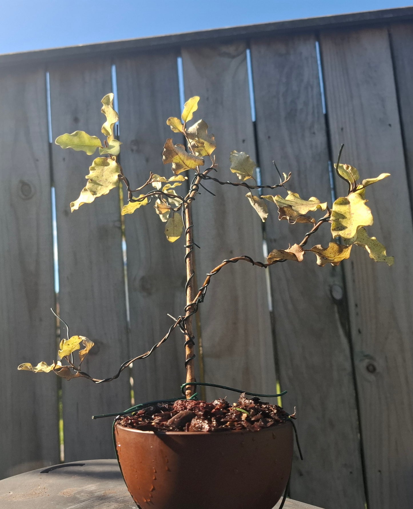 🌿 Tarata Literati Style Bonsai – A Statement of Elegance 🏯