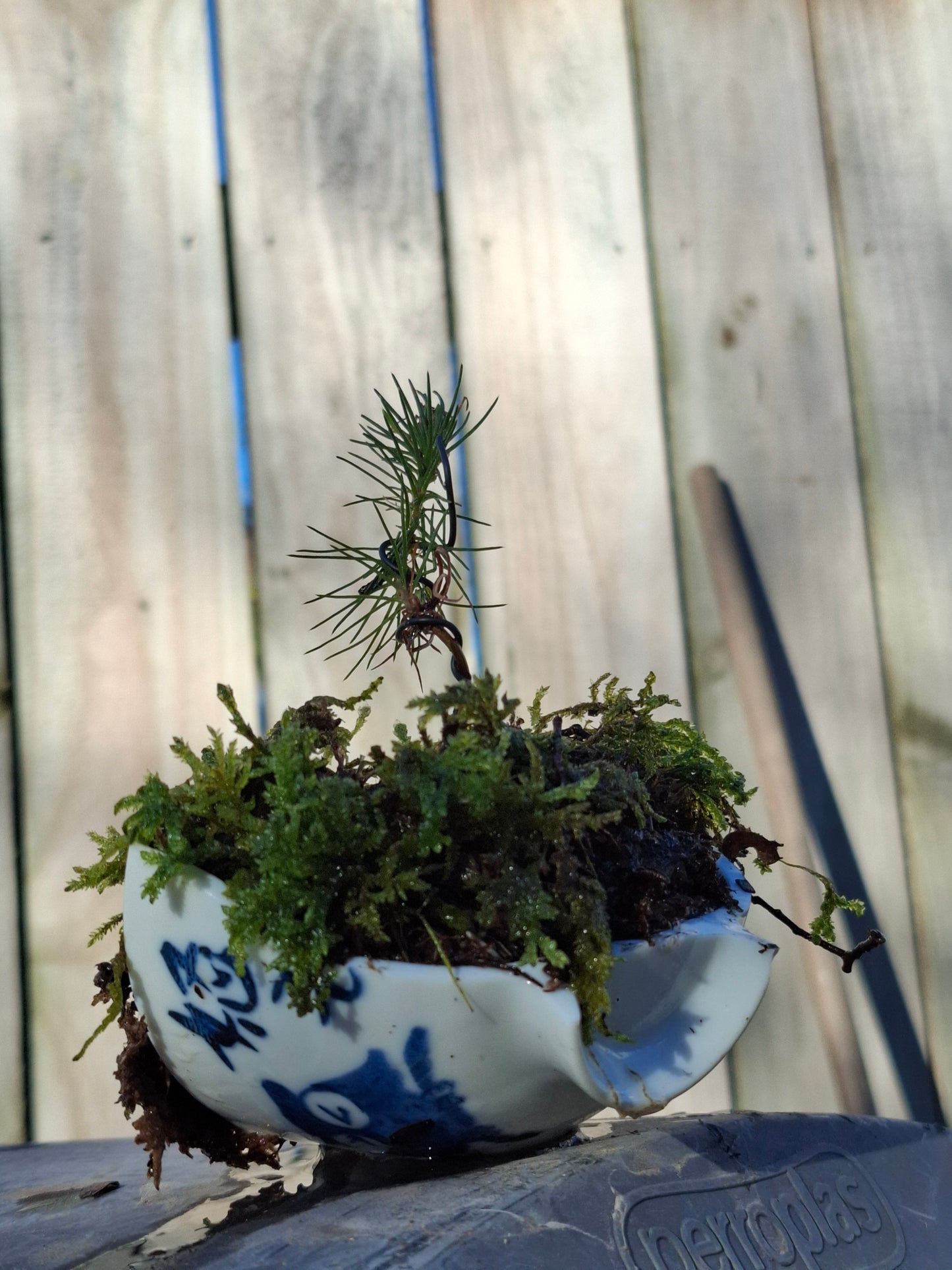Pine Starter Bonsai
Half-Broken Japanese Bowl