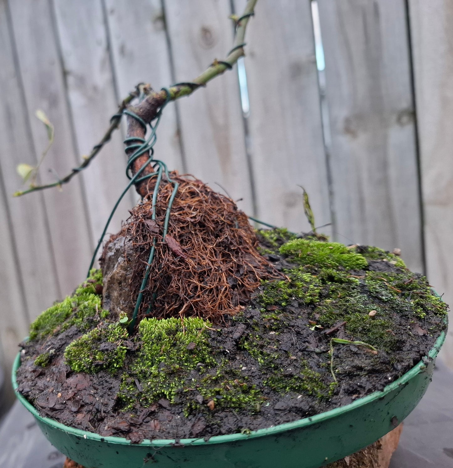 🌿🪨 Root-over-Rock Rose Bonsai (Seki-joju)