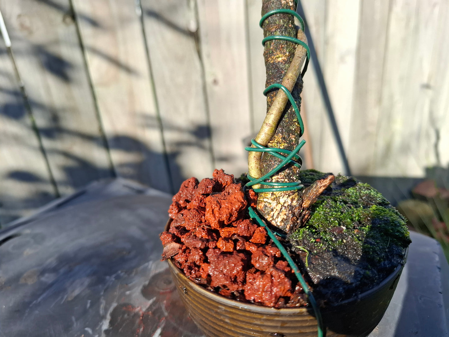 🌿 Tarata Tanuki-Style Bonsai – A Fusion of Resilience & Artistry
