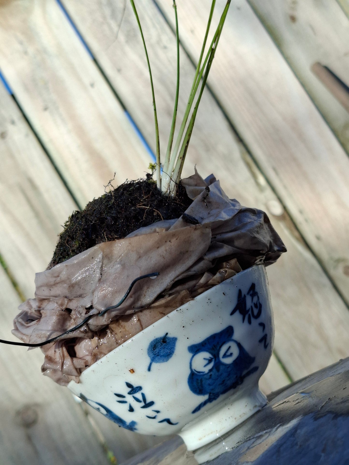 Harakeke Kokedama
New Zealand Flax Moss Ball