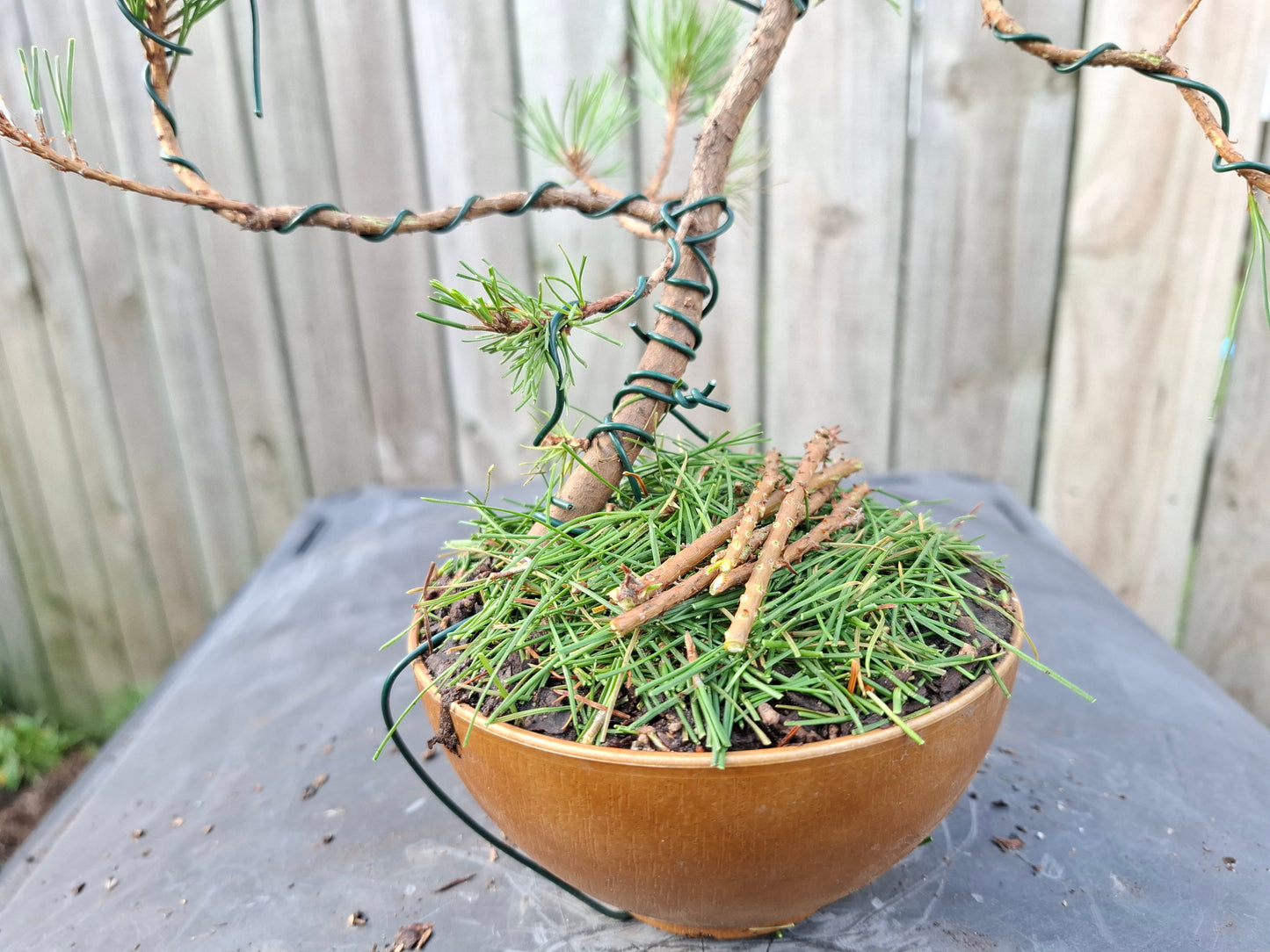 🌲🌲 Ancient Pine - Literati (Bunjin) Style Bonsai | Windswept Elegance & Timeless Resilience 🎨