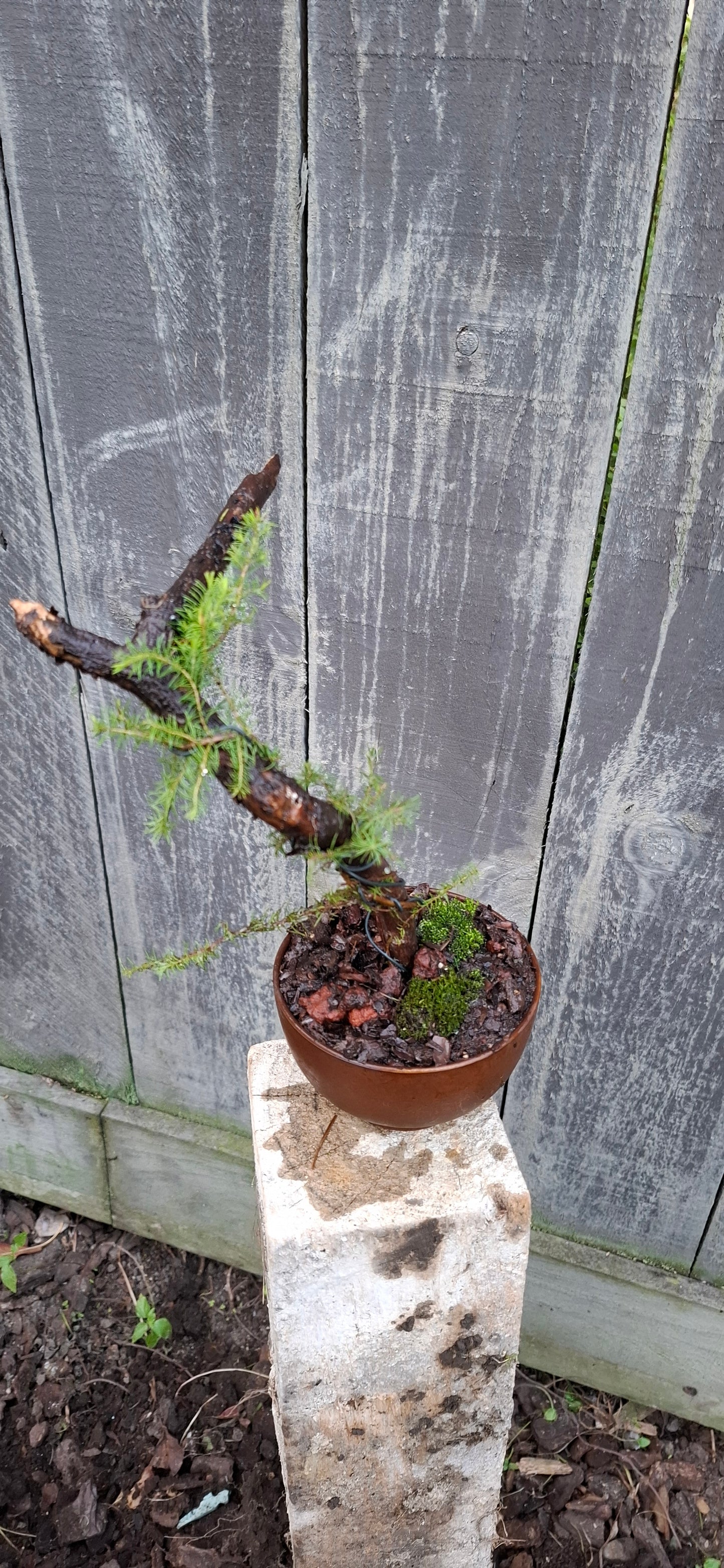 🌿 Tanuki Style Bonsai – A Fusion of Elegance & Resilience 🌿
