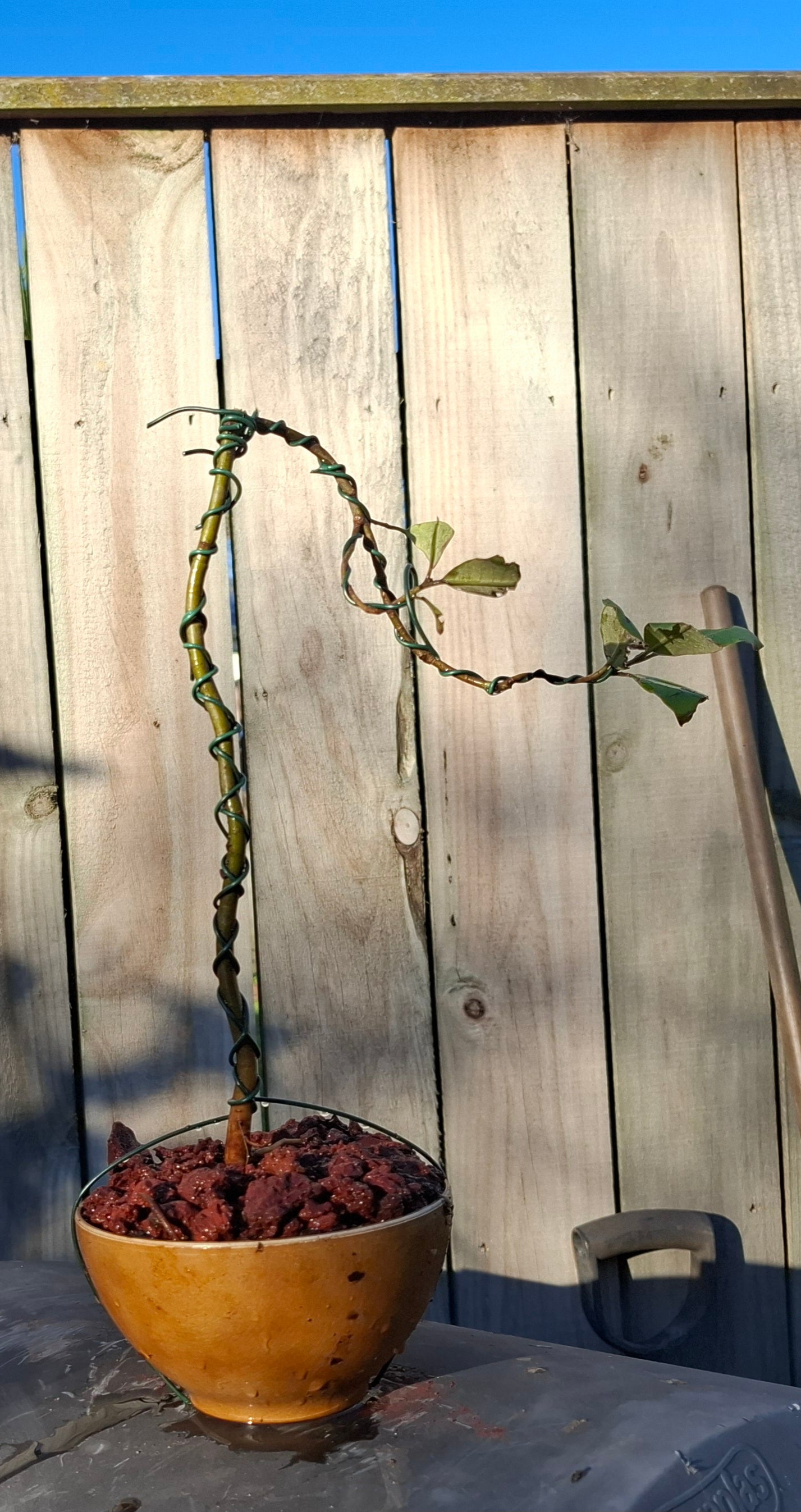 🌿 Semi-Cascade Bonsai (Han-Kengai) – A Tribute to Nature’s Flow