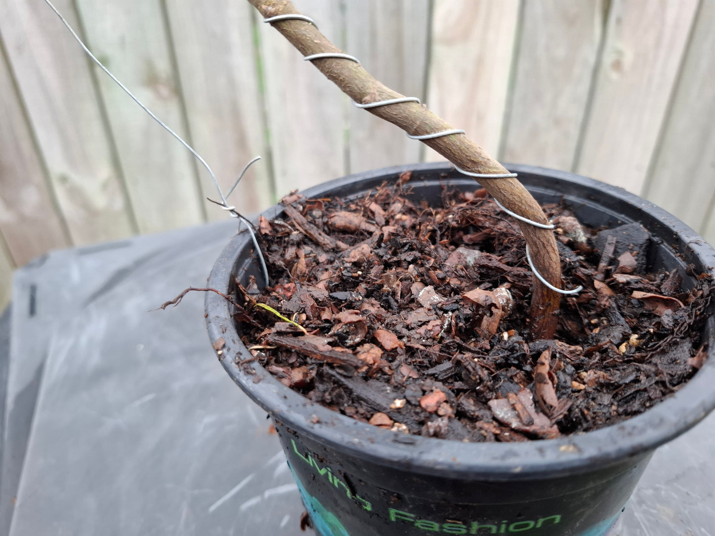 Maple Starter Bonsai – A Journey of Growth & Artistry 🍁