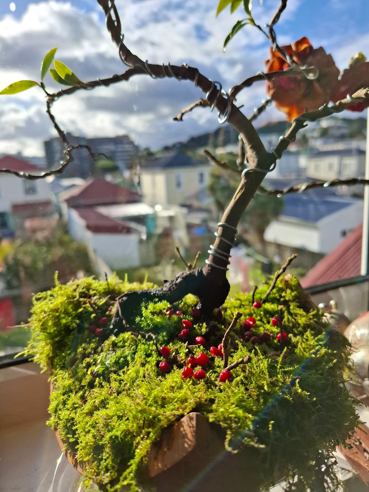🌸🍃 Camellia Nebari Style Bonsai — Exposed Root Elegance in Polished Wood