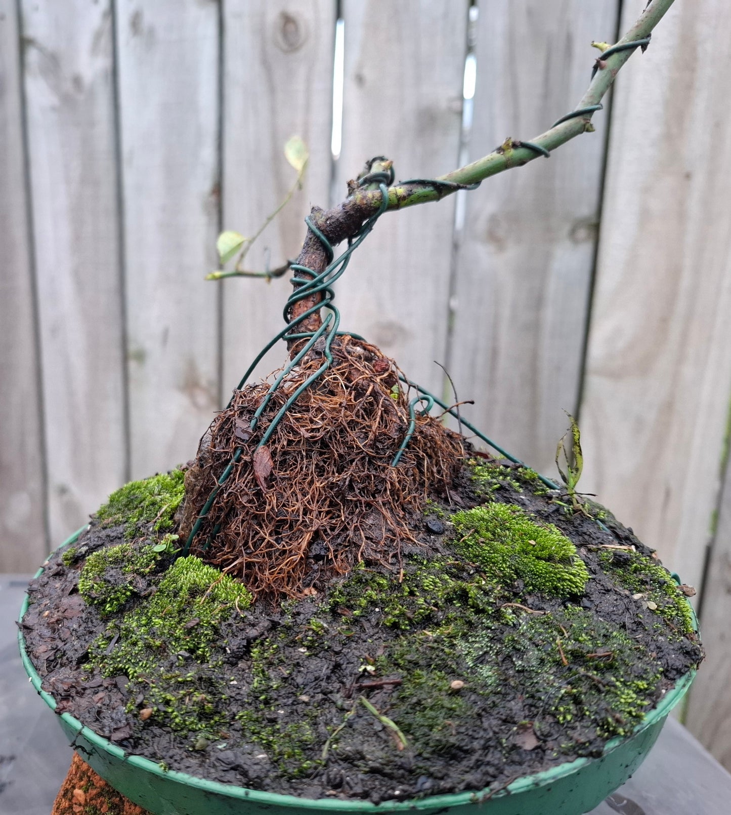 🌿🪨 Root-over-Rock Rose Bonsai (Seki-joju)