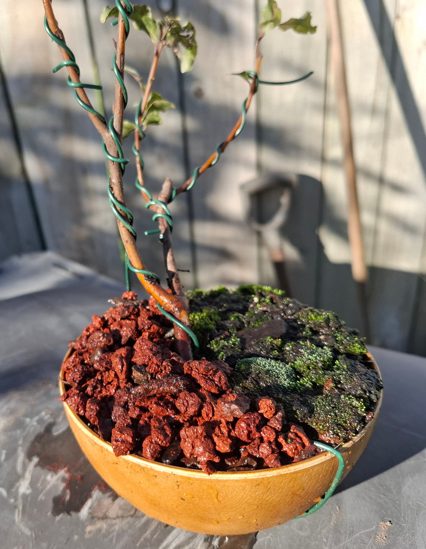 🌿 Dual Trunk Tarata - Literati Style Bonsai 🏯