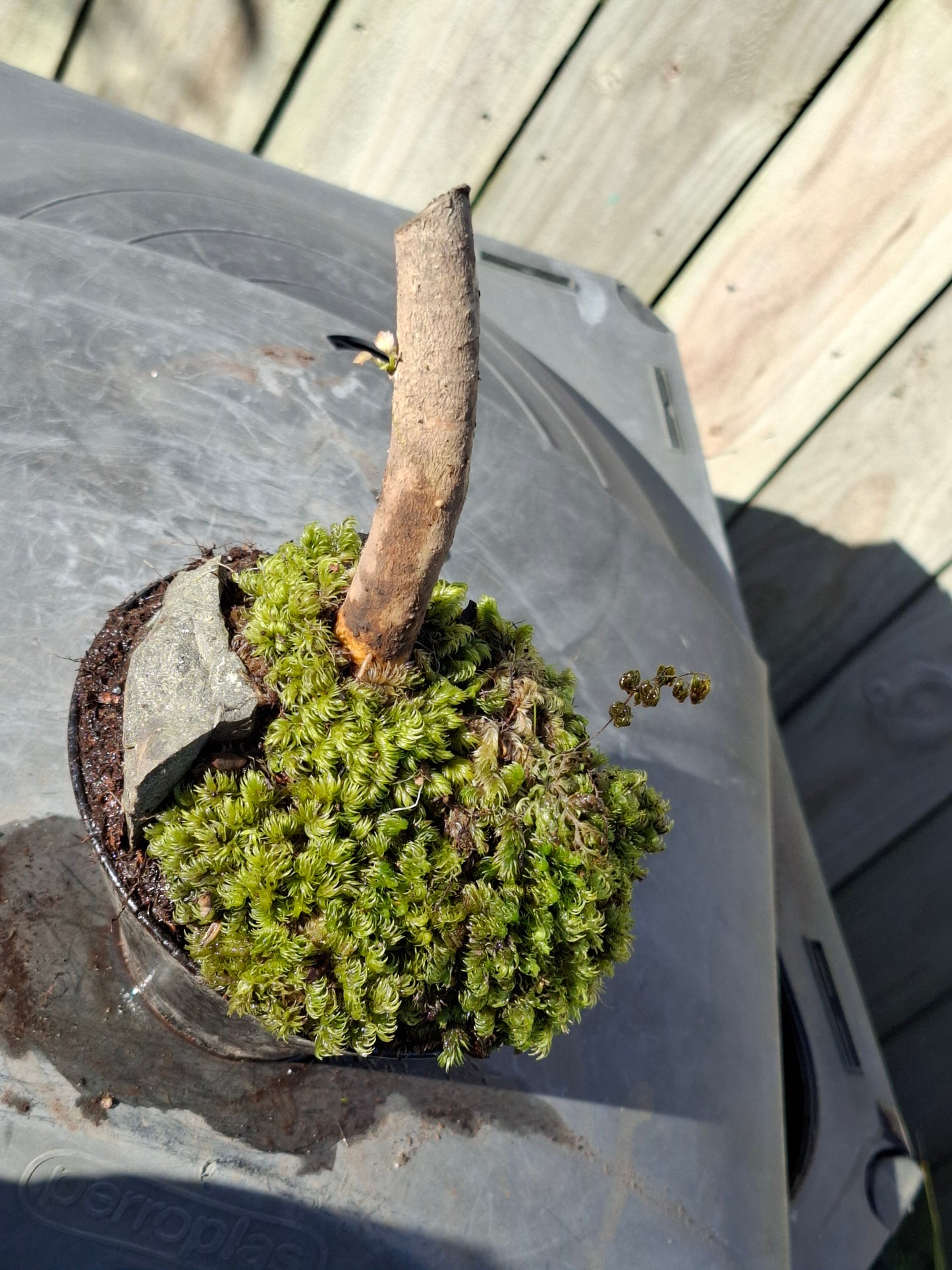 Gnarled trunk with active budding, natural stone anchor, and lush groundcover of Milk Moss