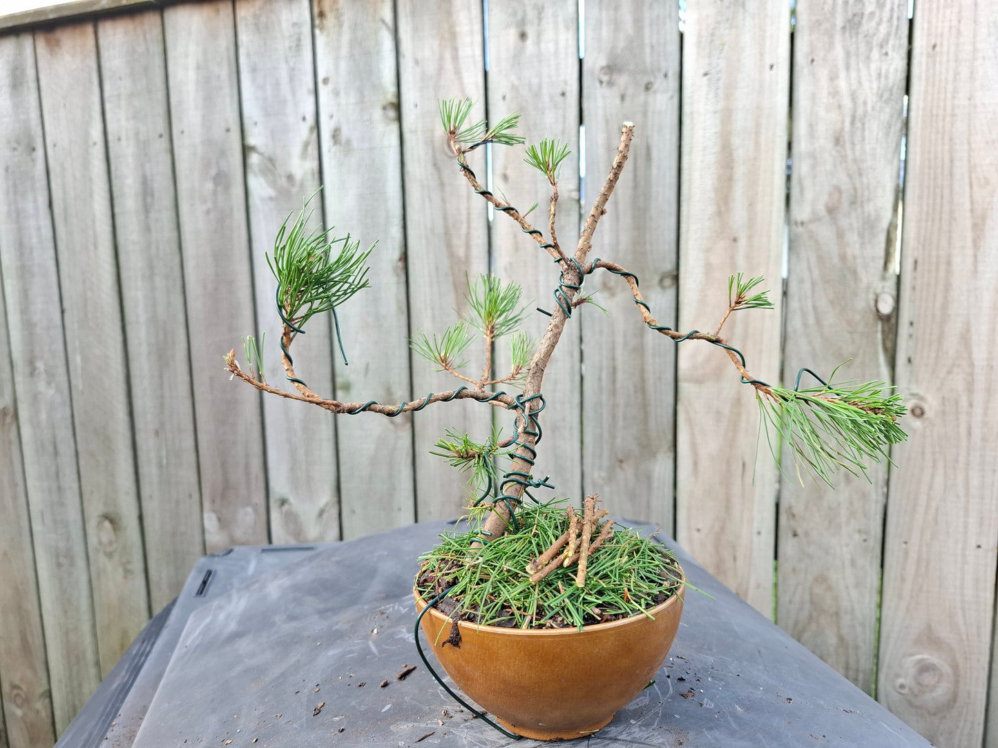 🌲🌲 Ancient Pine - Literati (Bunjin) Style Bonsai | Windswept Elegance & Timeless Resilience 🎨