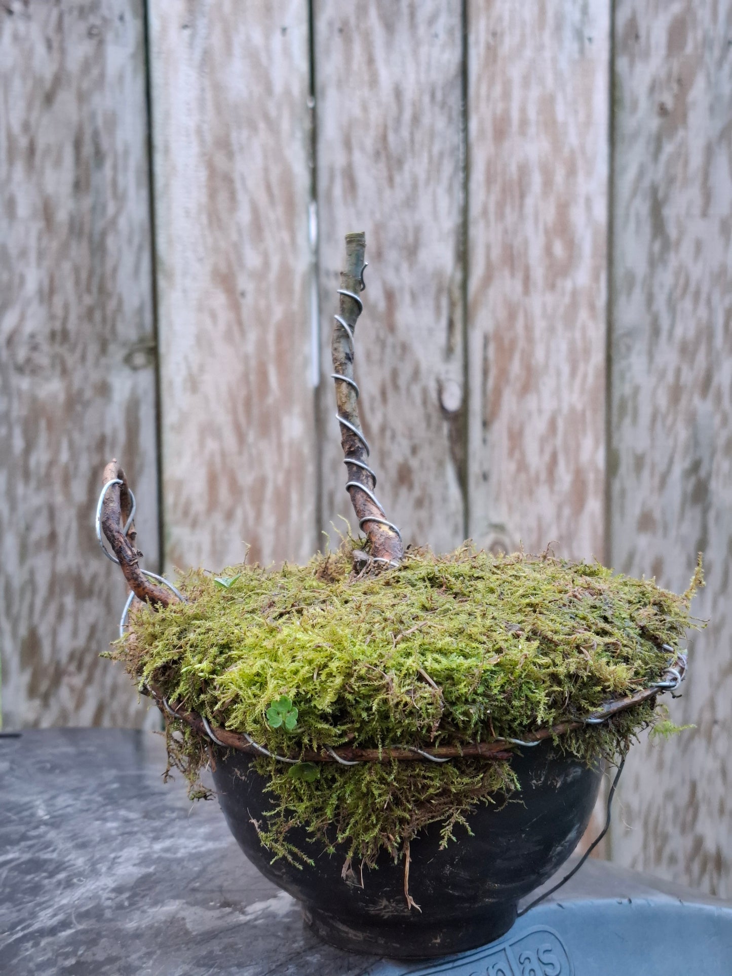 🌿 Dual Bonsai Showcase – A Study in Contrast
