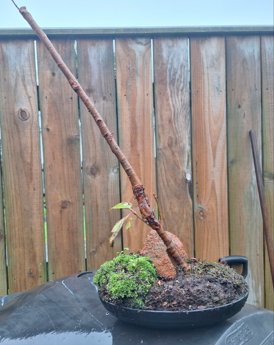 Ishizuki Rock-Planting Style Bonsai – A Masterpiece of Natural Harmony 🌿🪨