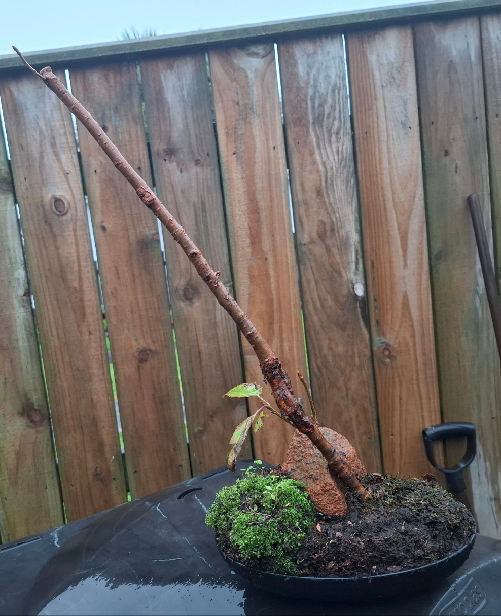 Ishizuki Rock-Planting Style Bonsai – A Masterpiece of Natural Harmony 🌿🪨