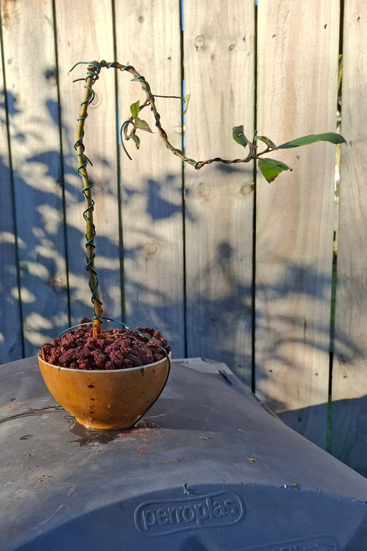 🌿 Semi-Cascade Bonsai (Han-Kengai) – A Tribute to Nature’s Flow