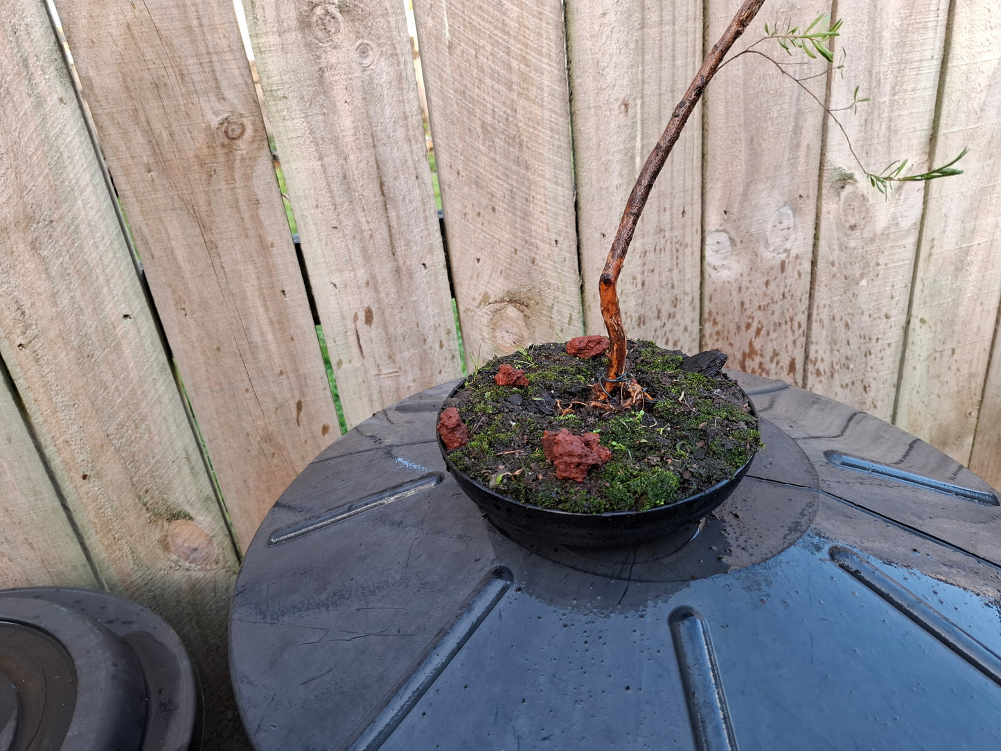 Kānuka - Fukinagashi Bonsai – The Spirit of the Wind 🌬️🌿