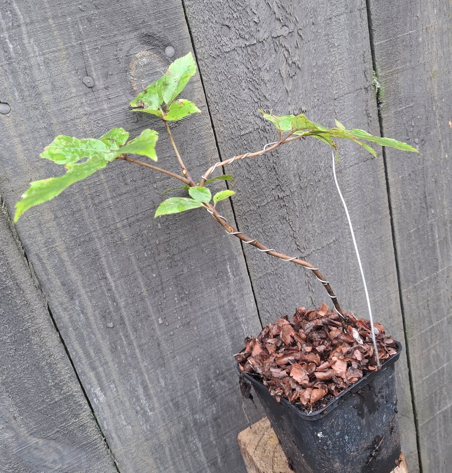 🌿 Pōhuehue (Muehlenbeckia australis) Starter Bonsai – A Tangled Beauty of Native New Zealand 🌿