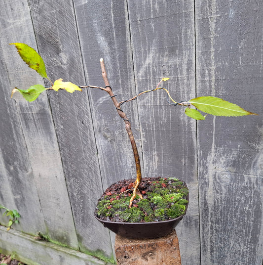 🌿 Tarata Literati Style Bonsai 🌿